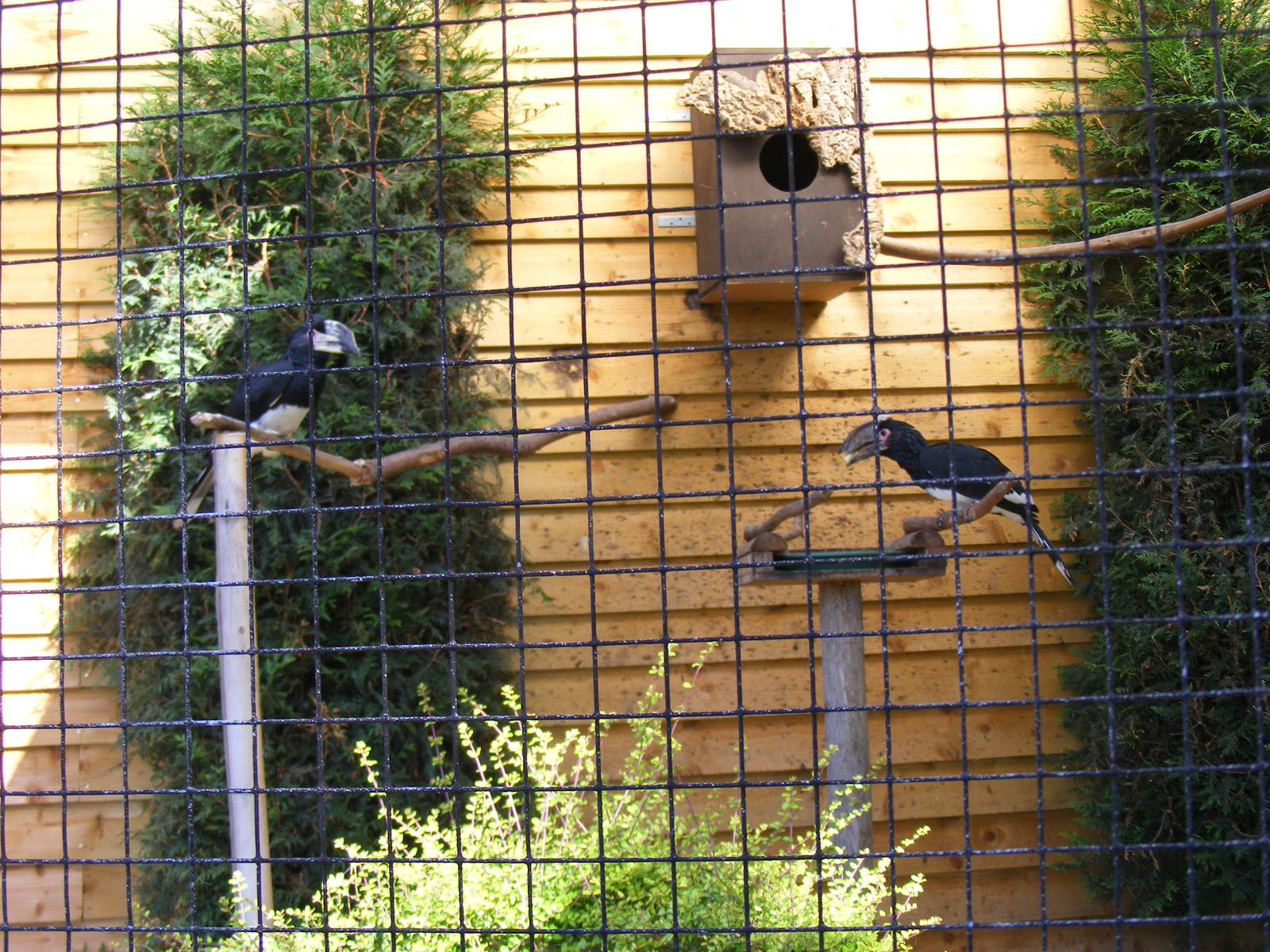 Trumpeter hornbills at Tropical Wings, 13 September 2011