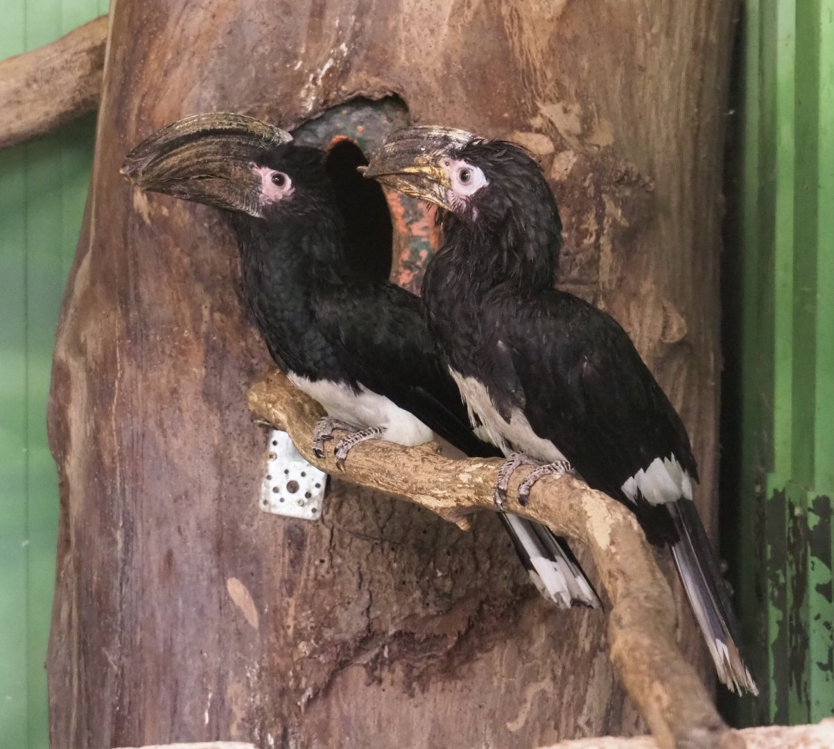 Trumpeter hornbills (Bycanistes bucinator), 2021-06-15