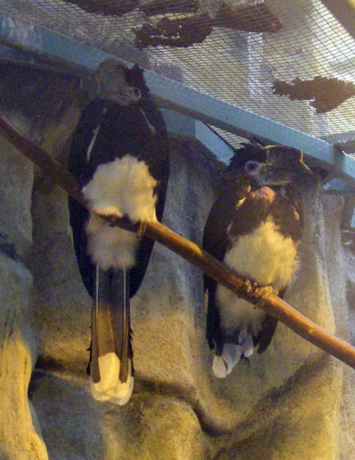 Trumpeter Hornbills (Bycanistes bucinator)