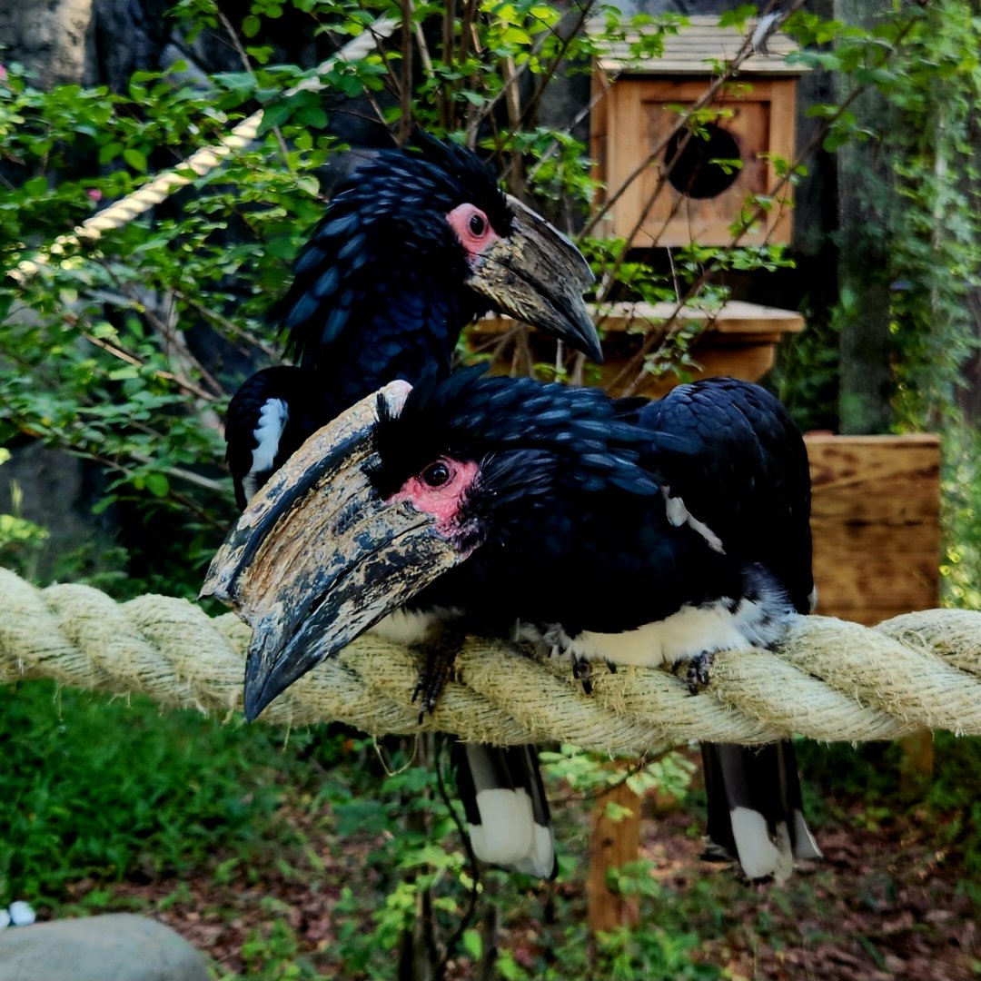 Trumpeter Hornbills (Bycanistes bucinator)