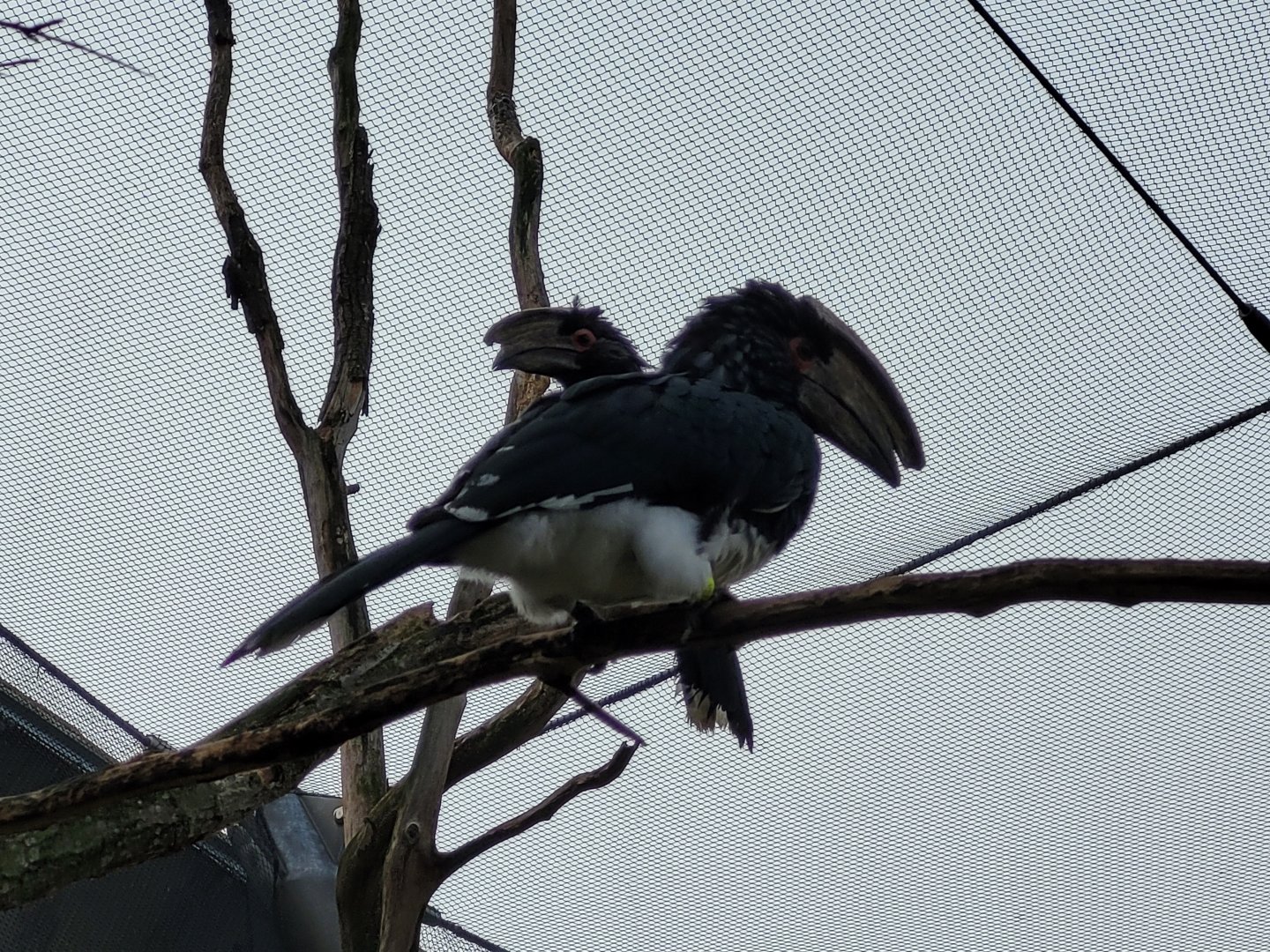 Trumpeter hornbills -Parc Zoologique de Paris (2022)