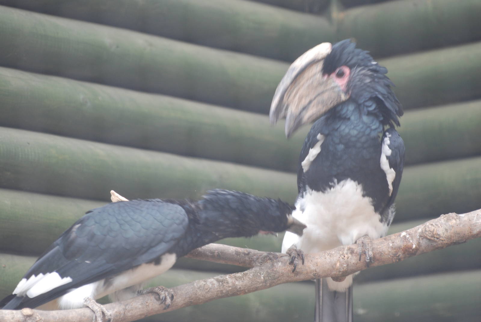 Trumpeter hornbills