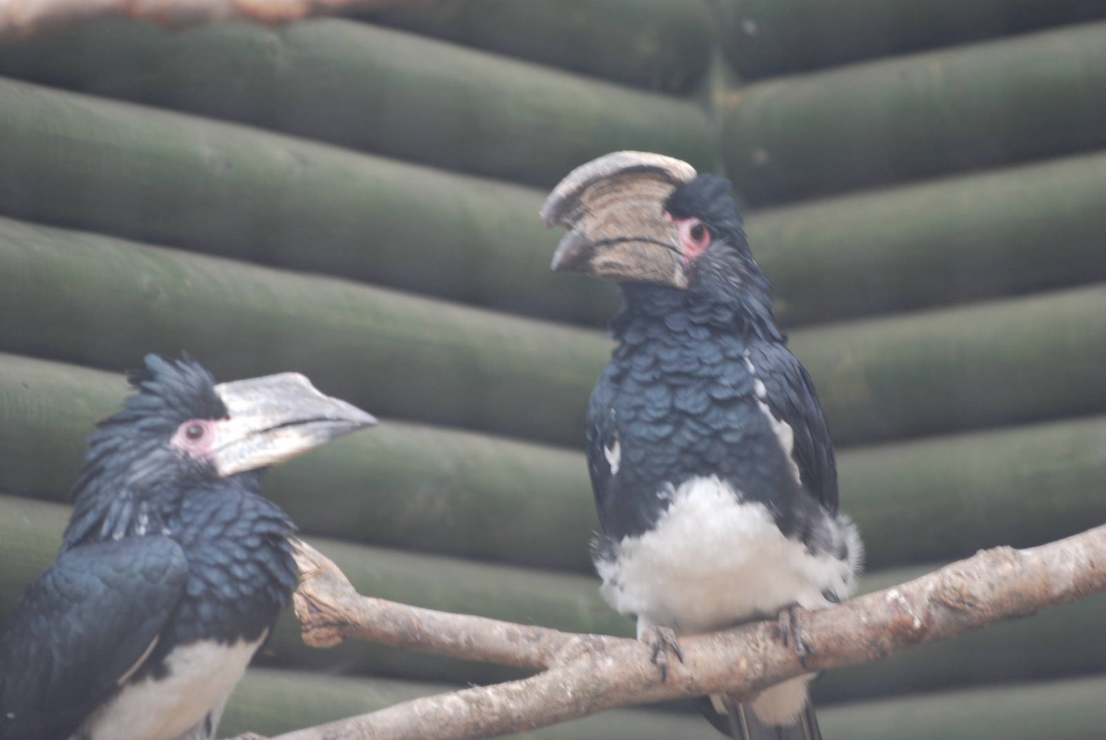 Trumpeter hornbills
