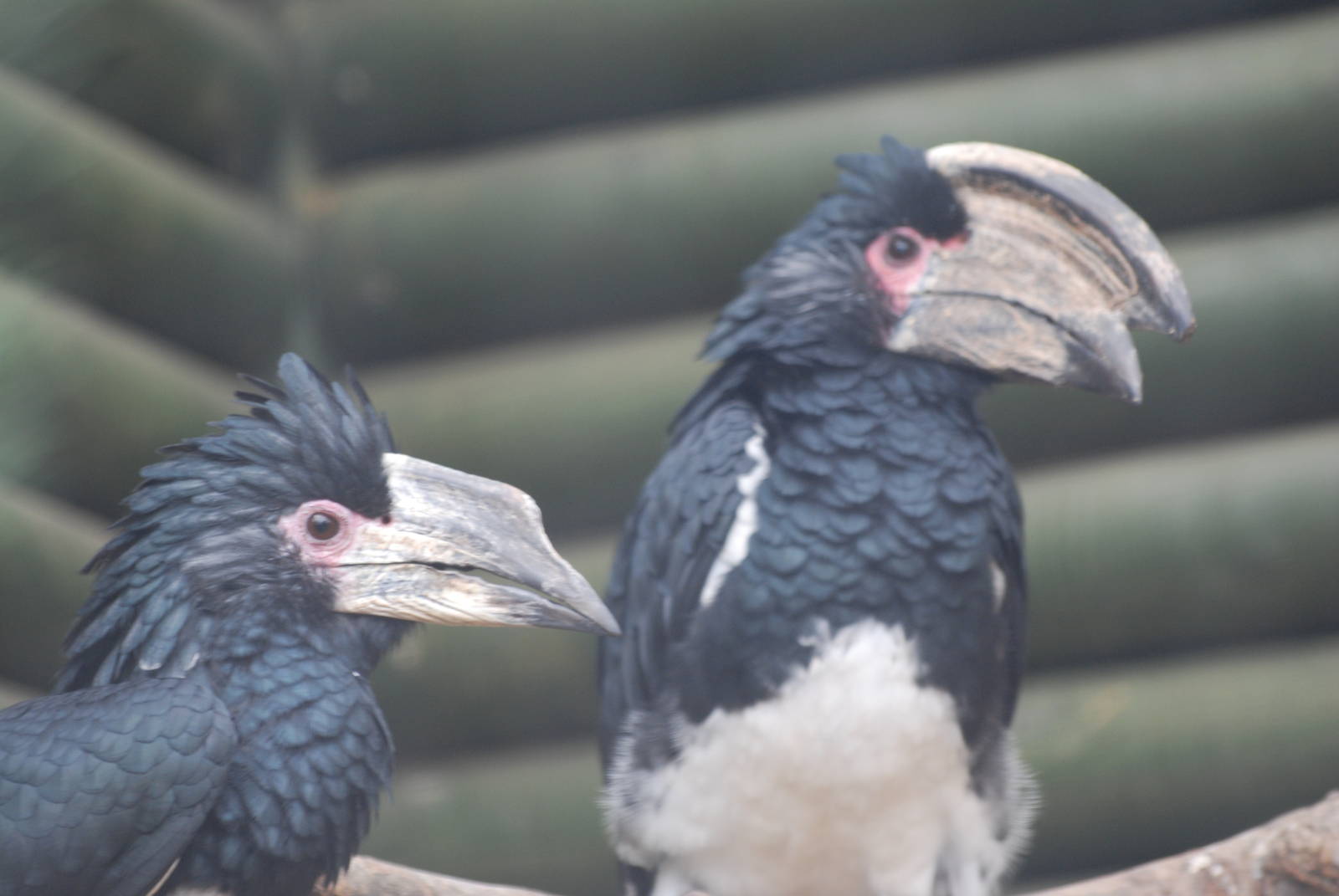 Trumpeter hornbills