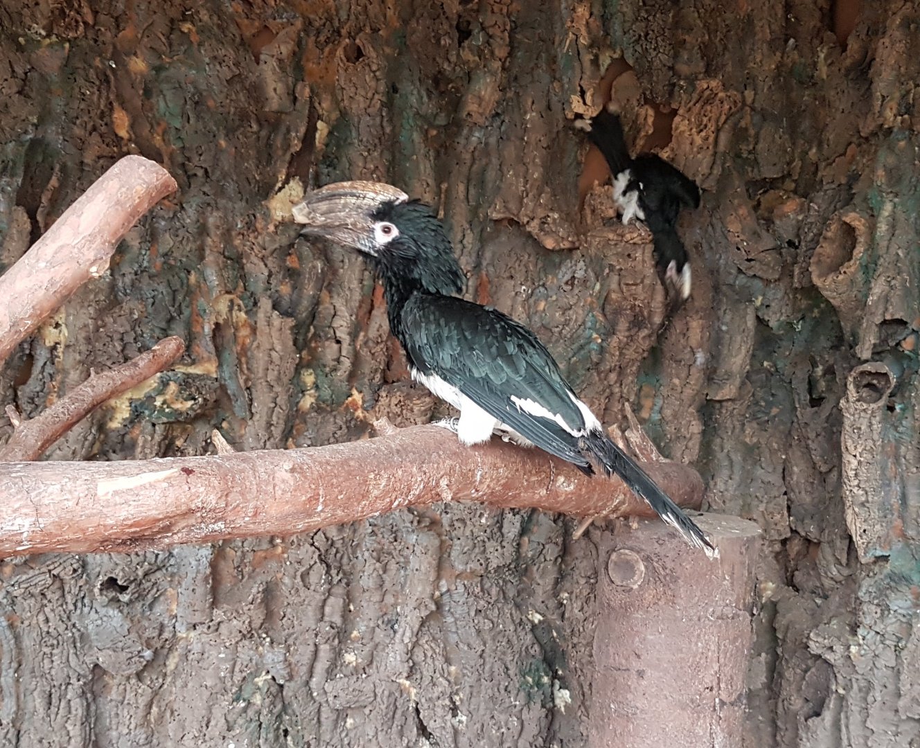 Trumpeter hornbills