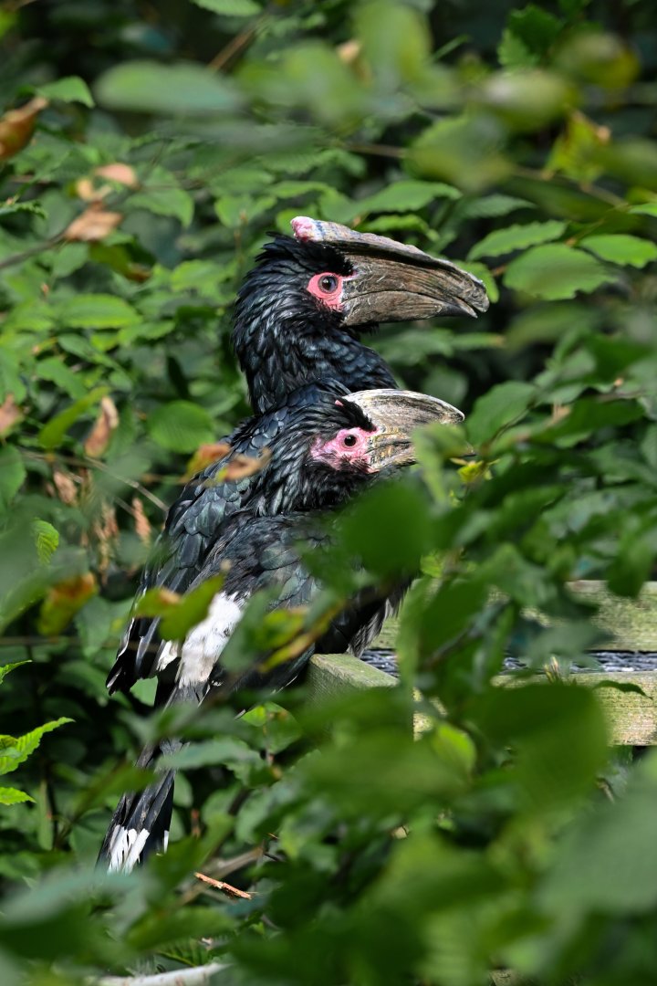 Trumpeter hornbills