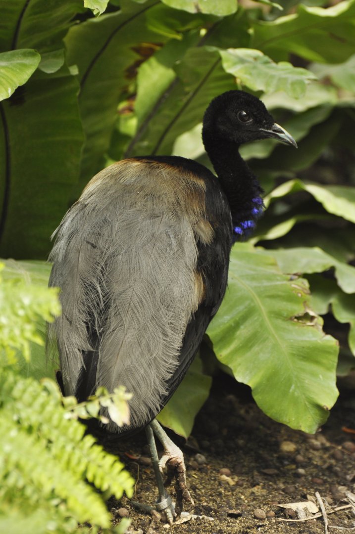 Trumpeter (Psophia crepitans)