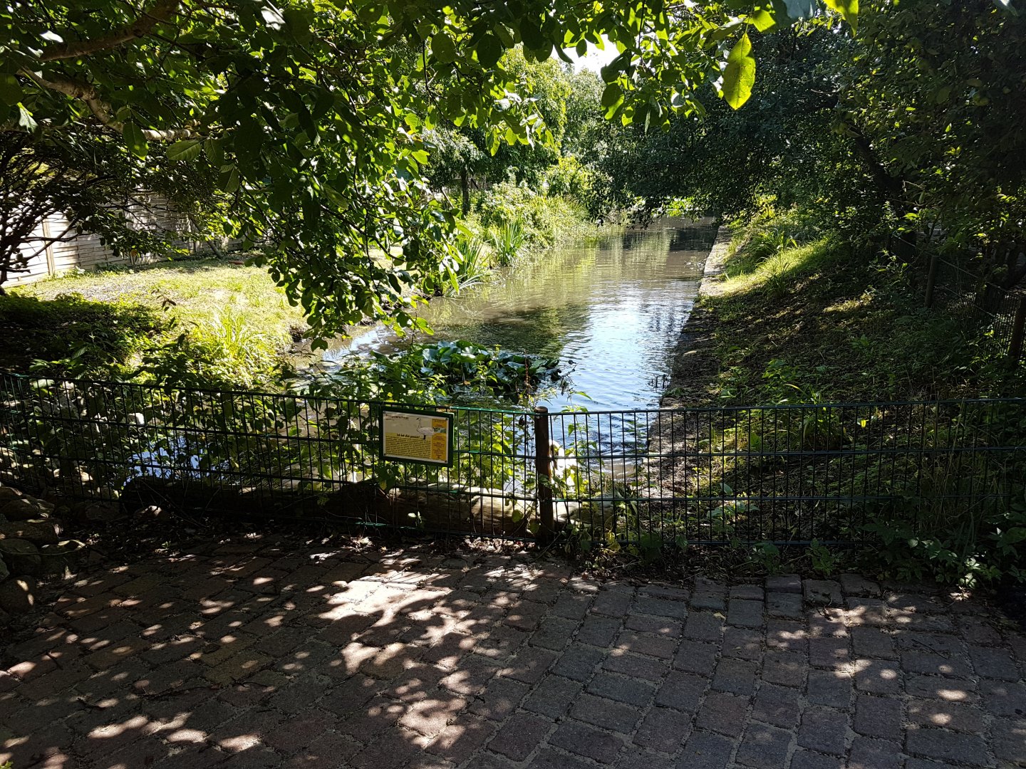 Trumpeter swam-enclosure