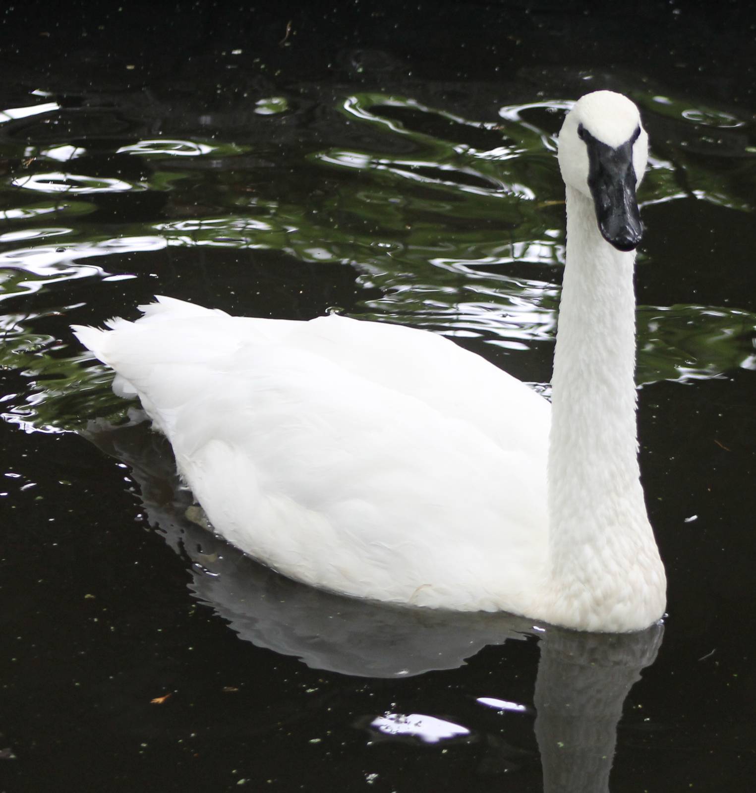 Trumpeter swan adult