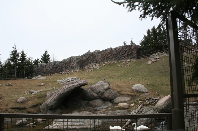 Trumpeter Swan and Dall's Sheep Exhibit