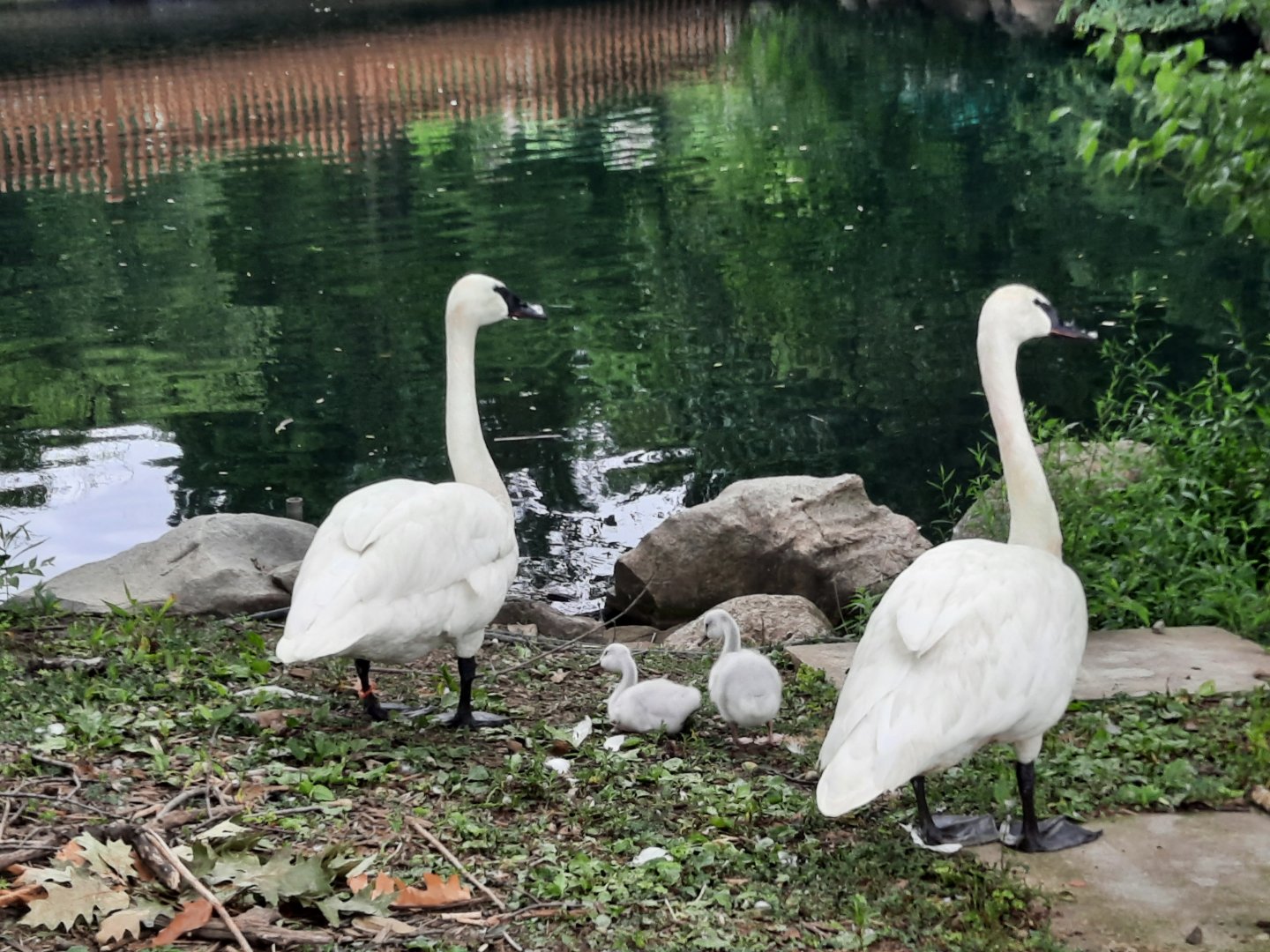 Trumpeter Swan and Hatchlings