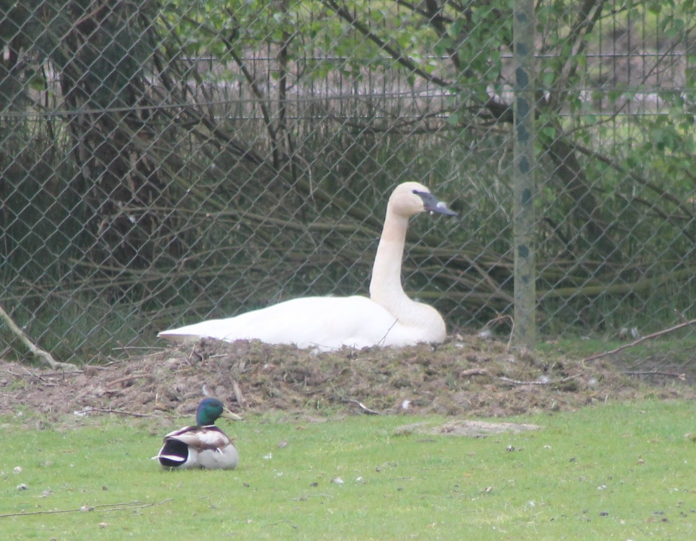 Trumpeter swan and Mallard