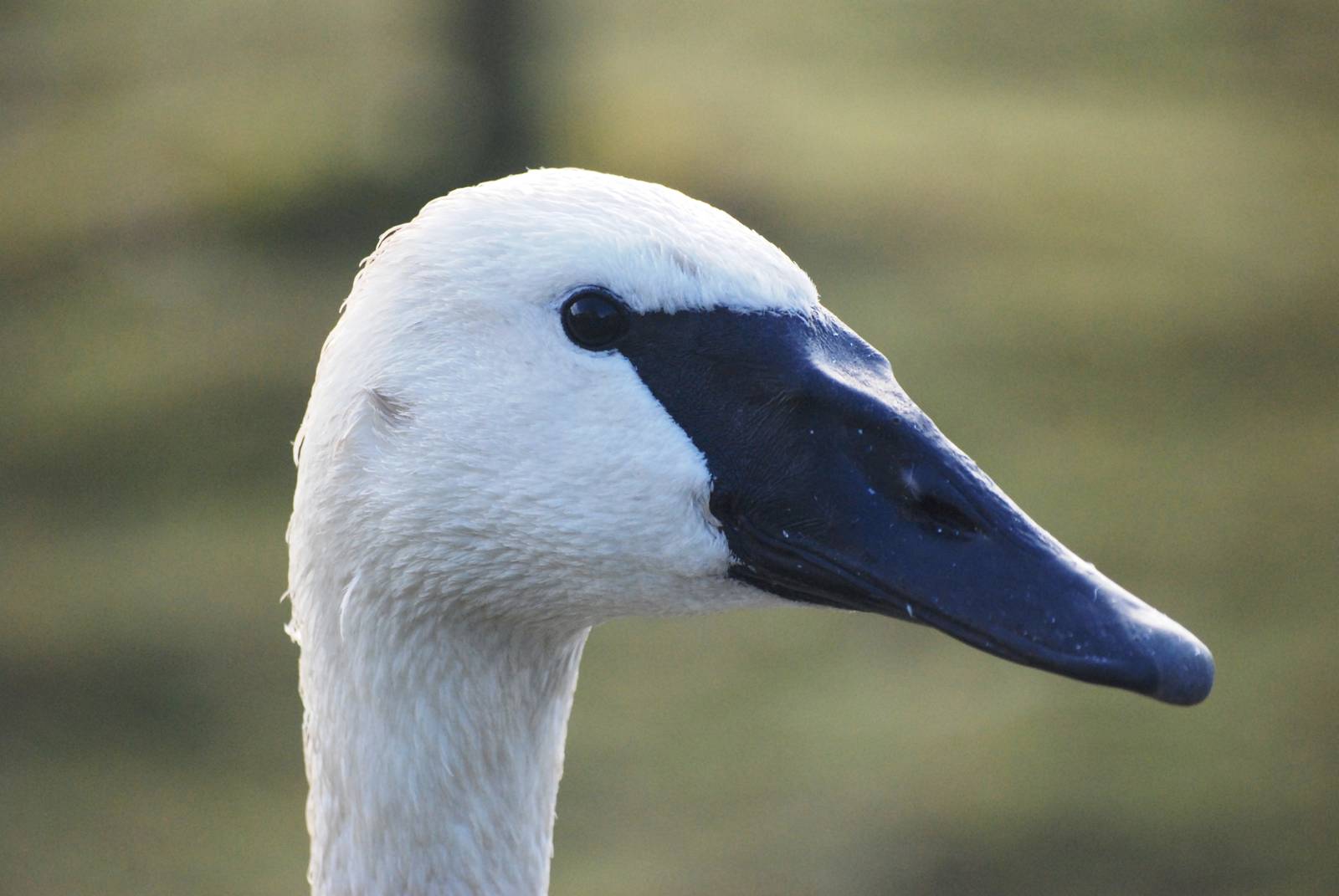 Trumpeter Swan at Blackbrook, 21/10/12