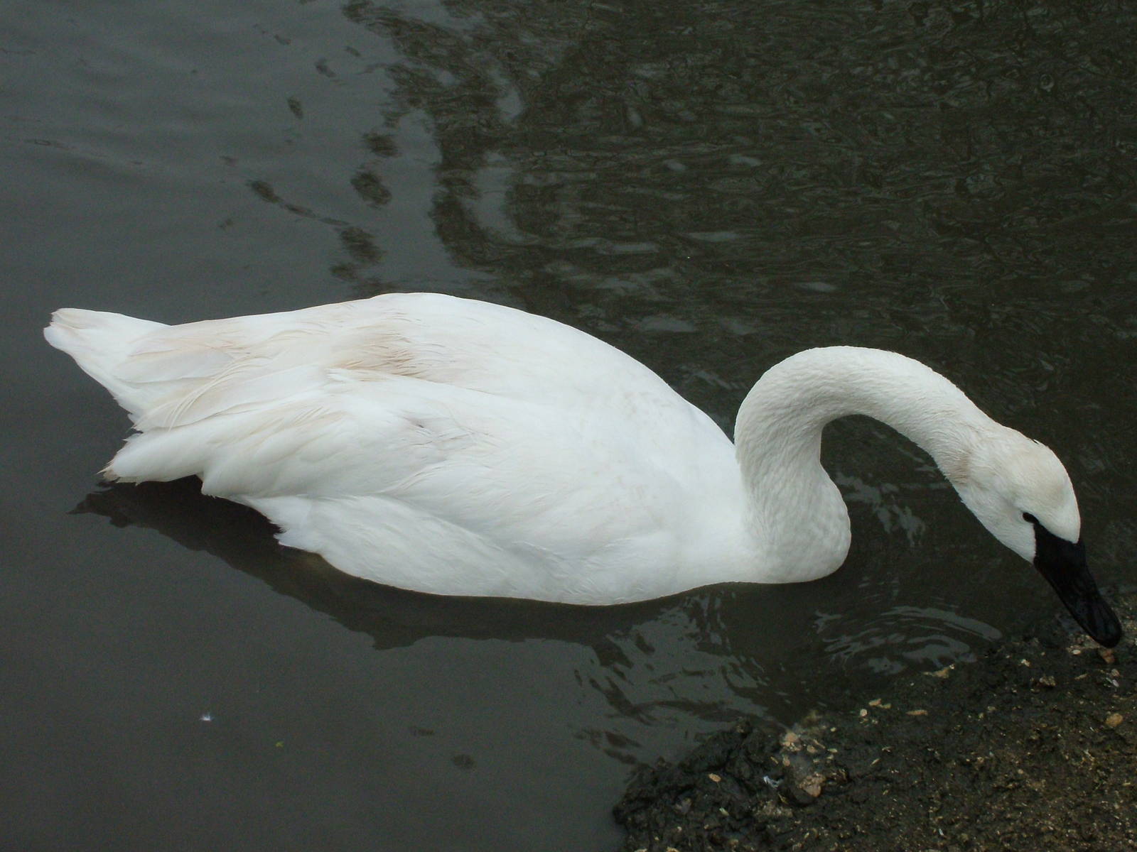 Trumpeter Swan at Slimbridge 06/02/10