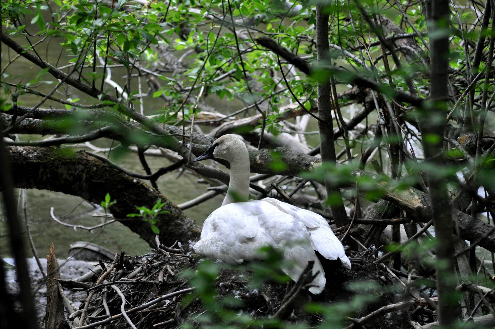 Trumpeter Swan atop nest