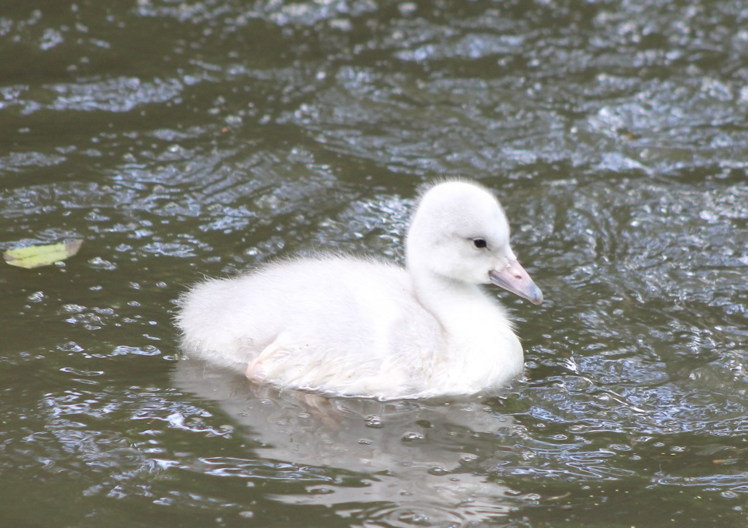 Trumpeter swan chick