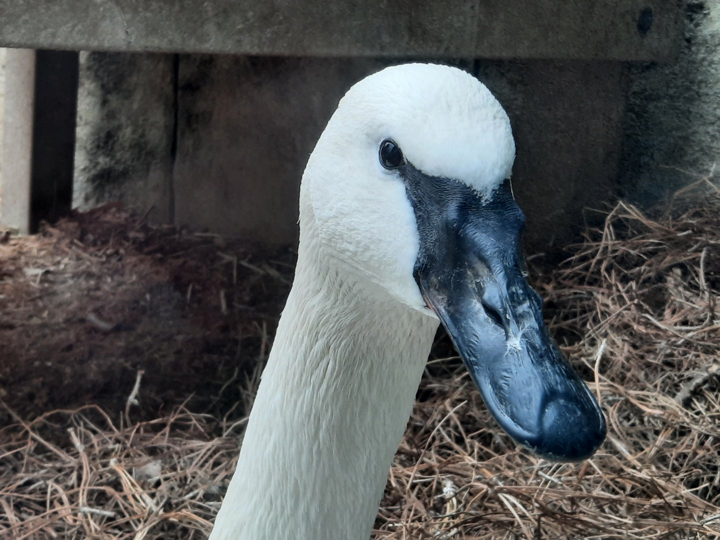 Trumpeter Swan Close Up
