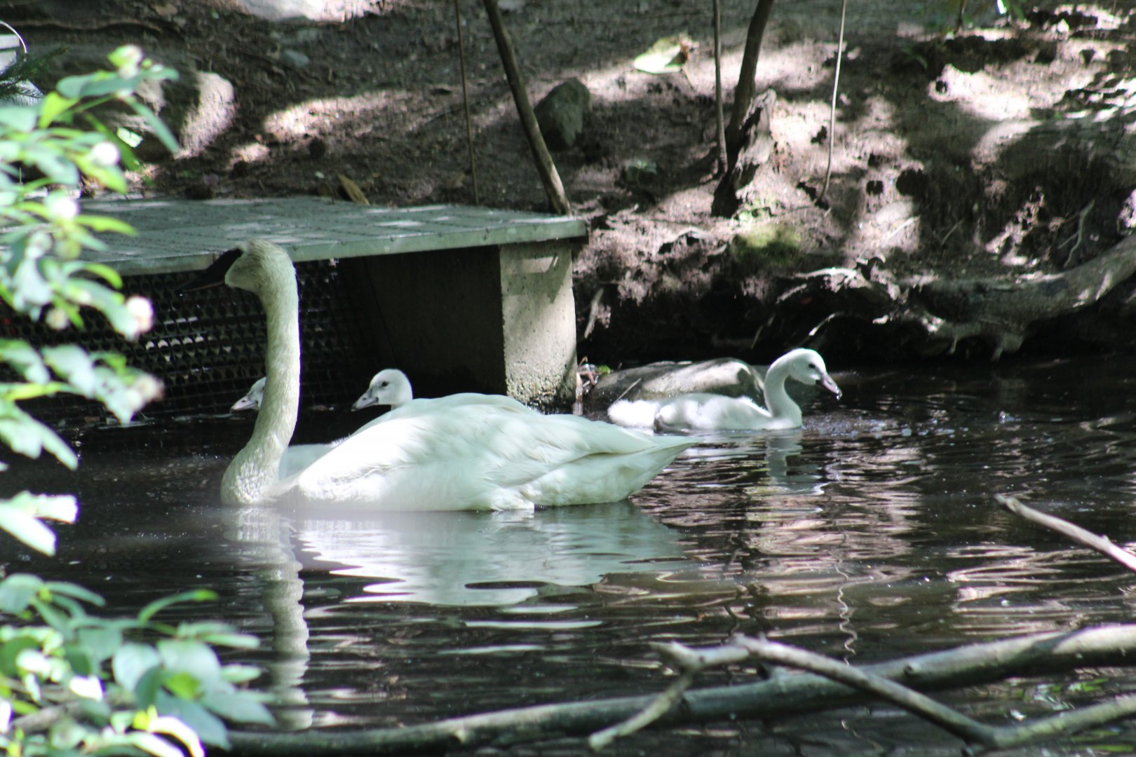 Trumpeter Swan Cygnets