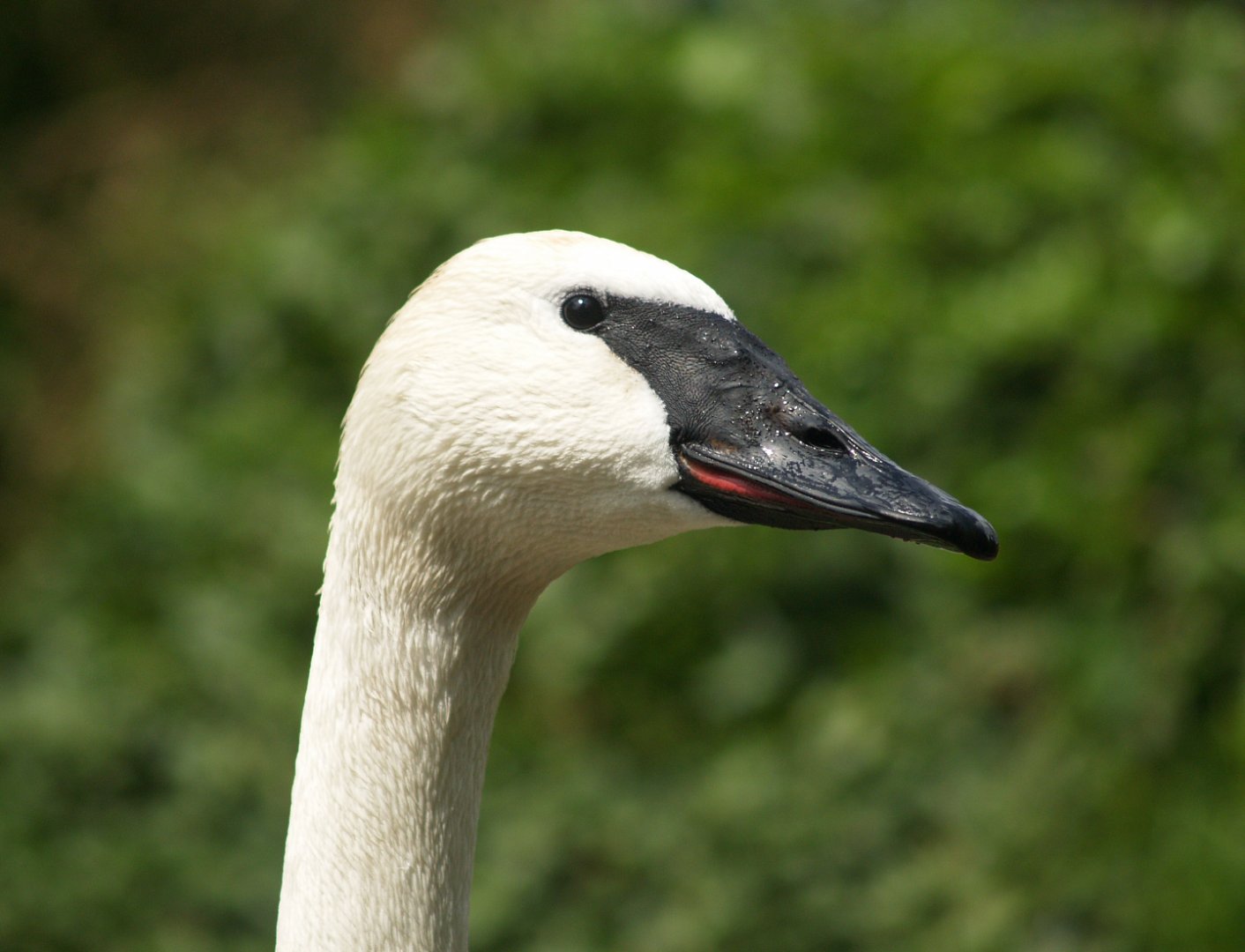Trumpeter swan (Cygnus buccinator), 2008-05-02