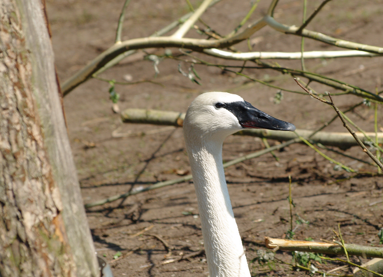 Trumpeter swan (Cygnus buccinator), 2009-04-19