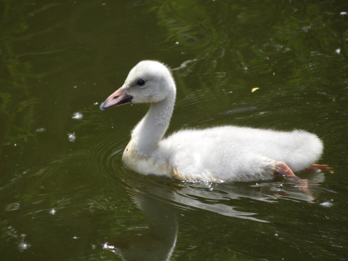 Trumpeter Swan (Cygnus buccinator) cygnet