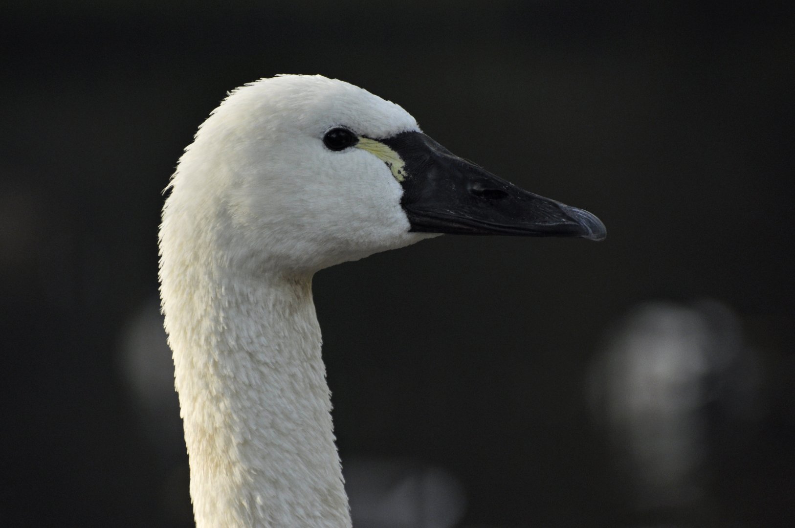 Trumpeter swan (Cygnus buccinator)