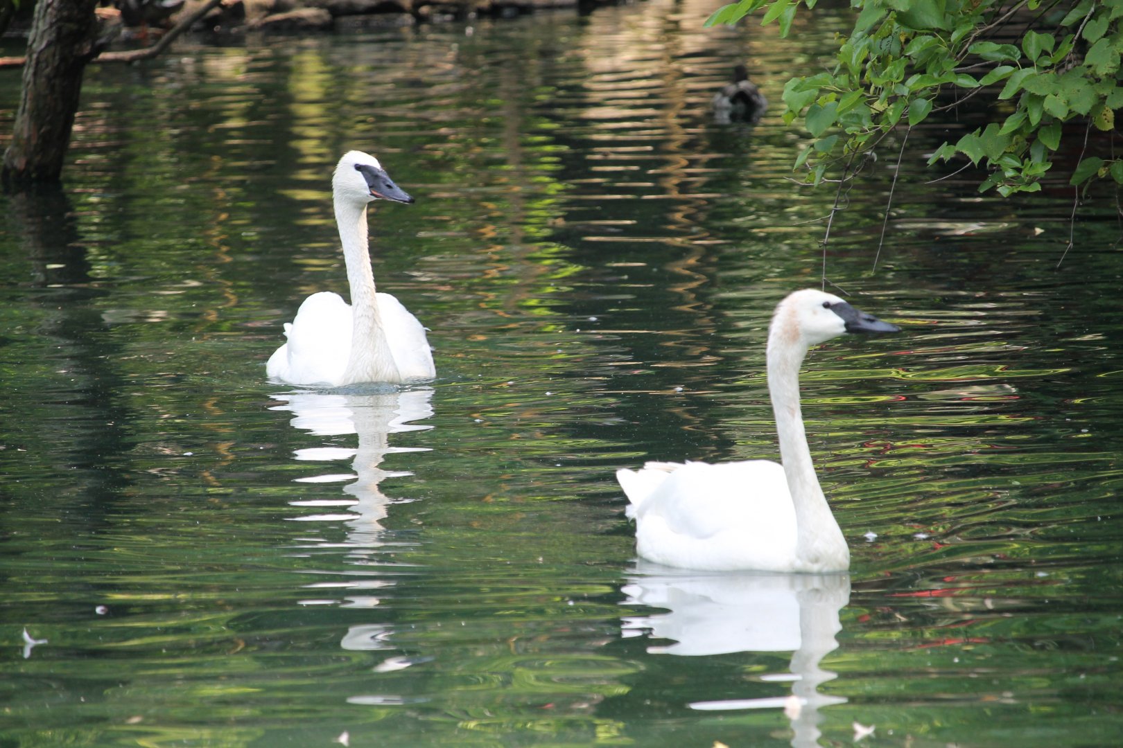 Trumpeter swan (Cygnus buccinator)