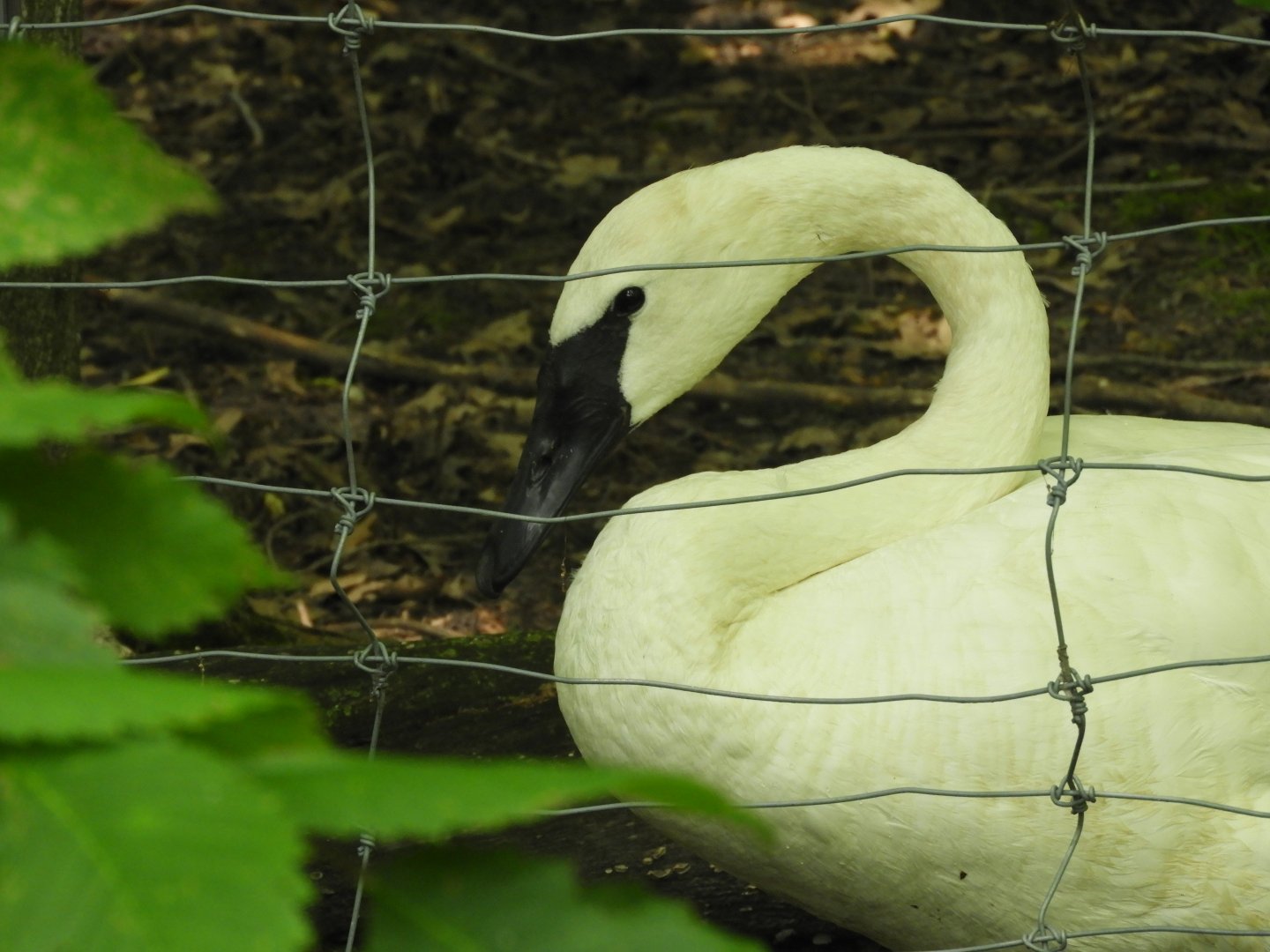Trumpeter Swan (Cygnus buccinator)
