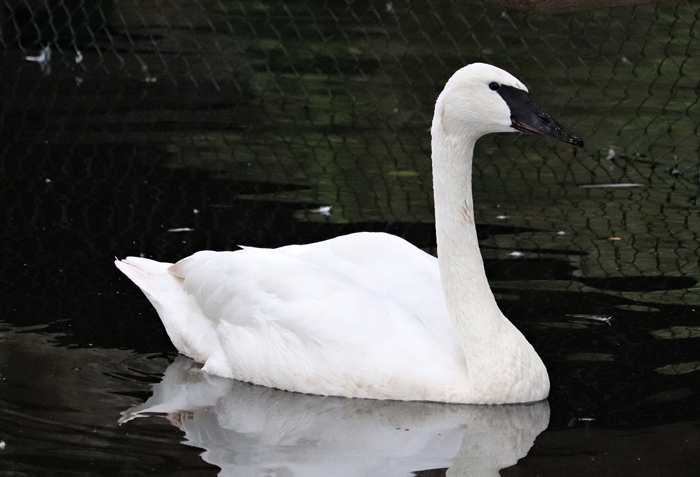 Trumpeter swan (Cygnus buccinator)