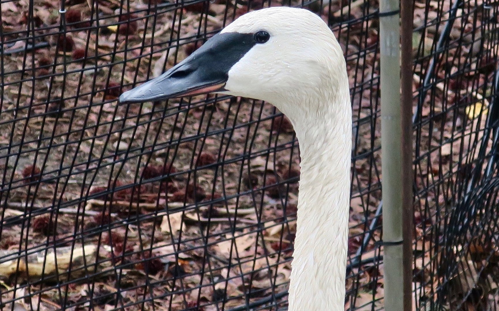 Trumpeter Swan (Cygnus buccinator)