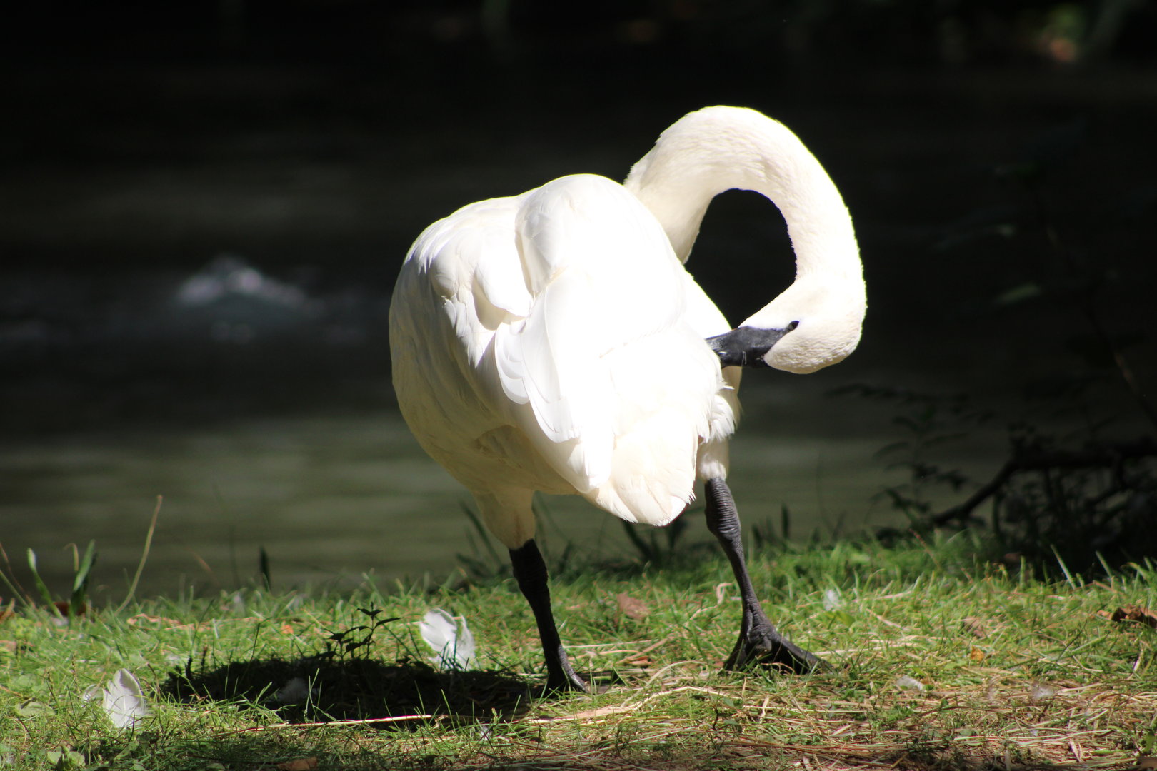 Trumpeter Swan (Cygnus buccinator)