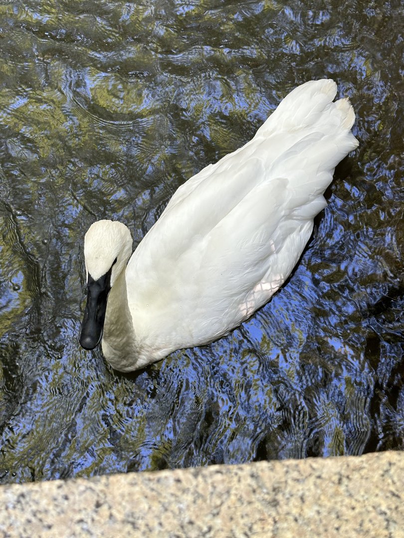 Trumpeter Swan (Cygnus buccinator)
