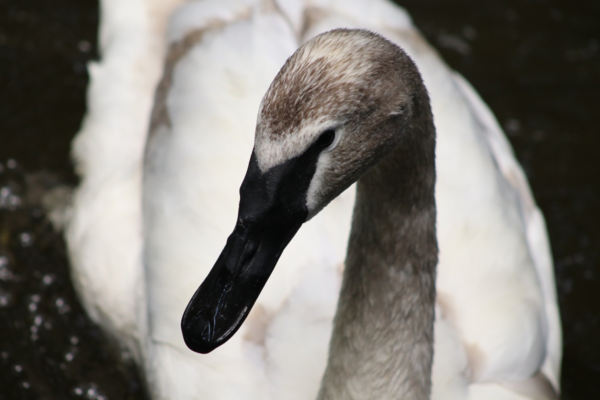 Trumpeter Swan (Cygnus buccinator)