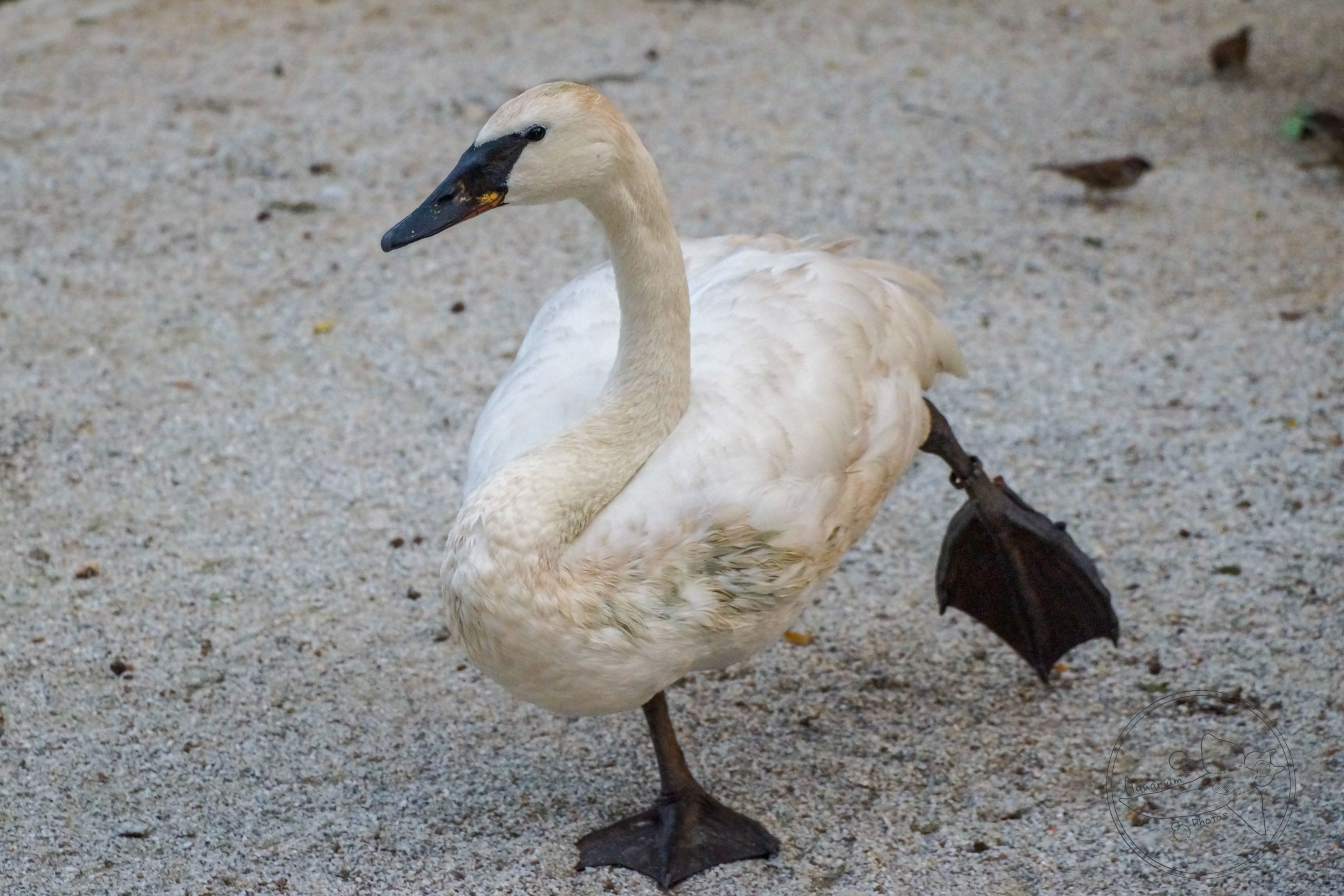 Trumpeter Swan (Cygnus buccinator)