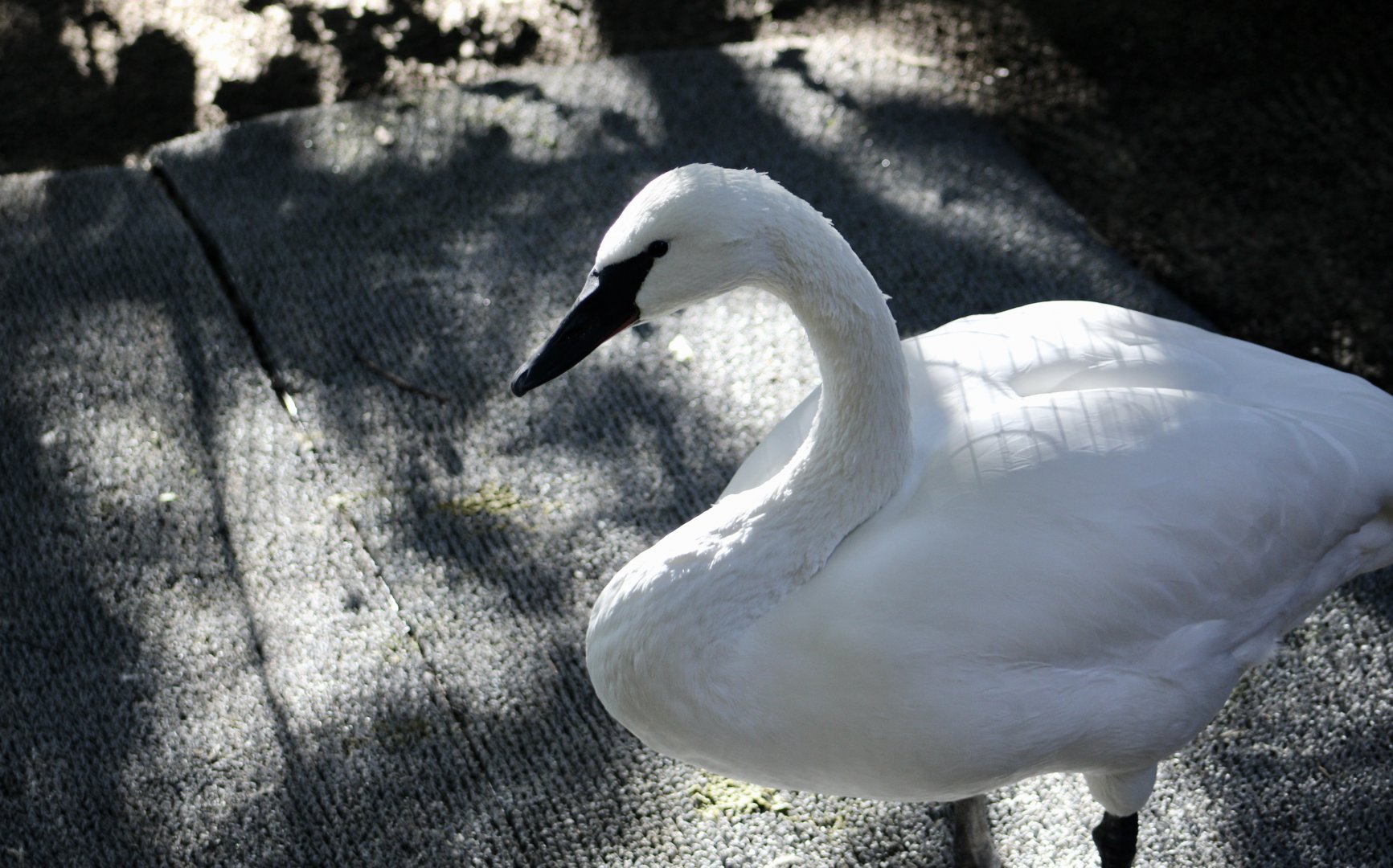 Trumpeter Swan (Cygnus buccinator)