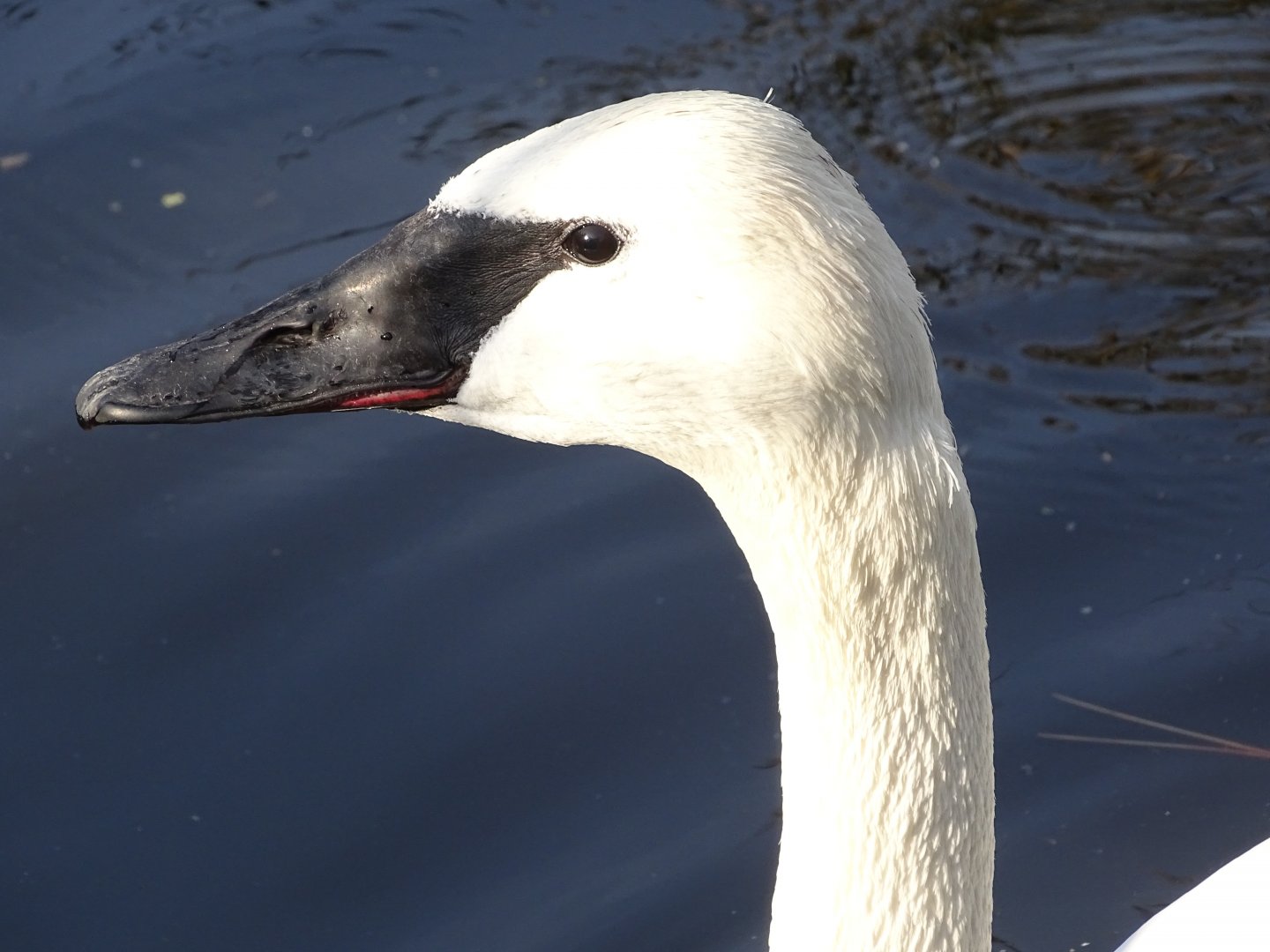 Trumpeter swan (Cygnus buccinator)