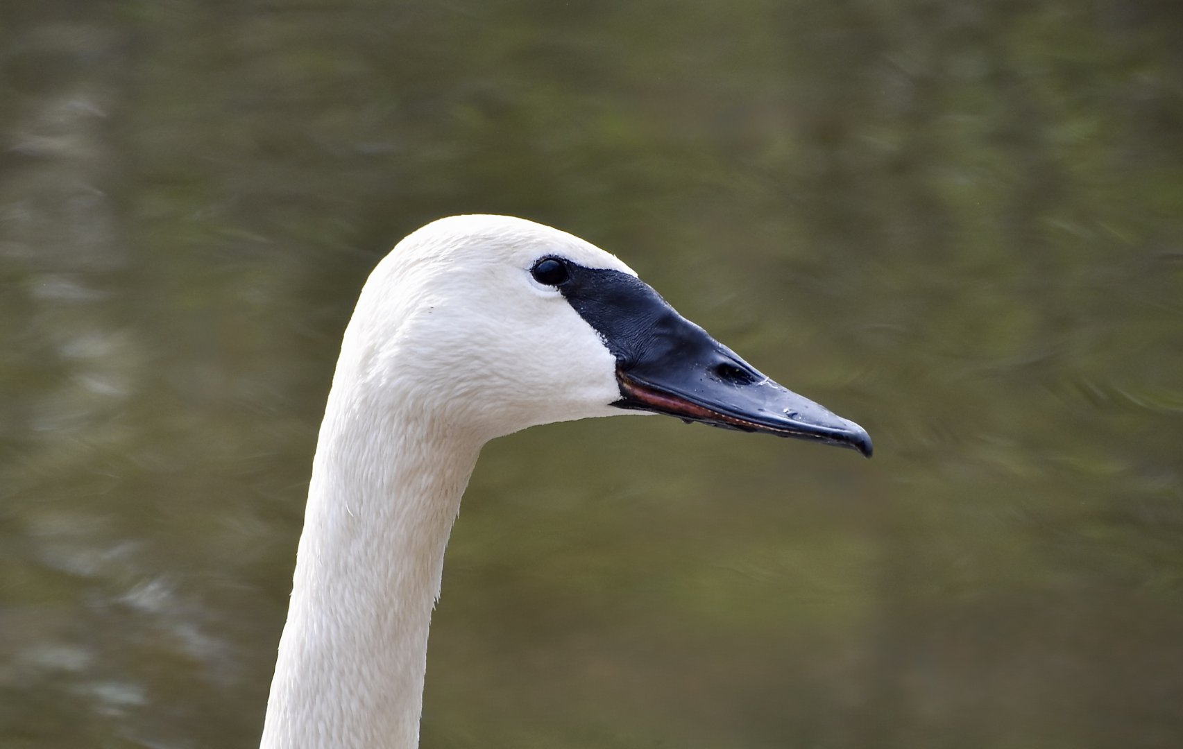 Trumpeter Swan (Cygnus buccinator)