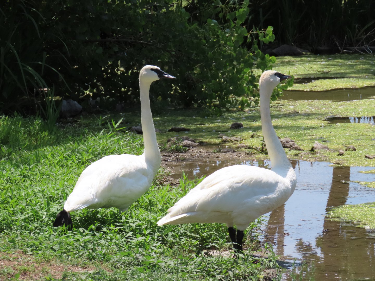 Trumpeter Swan (Cygnus buccinator)