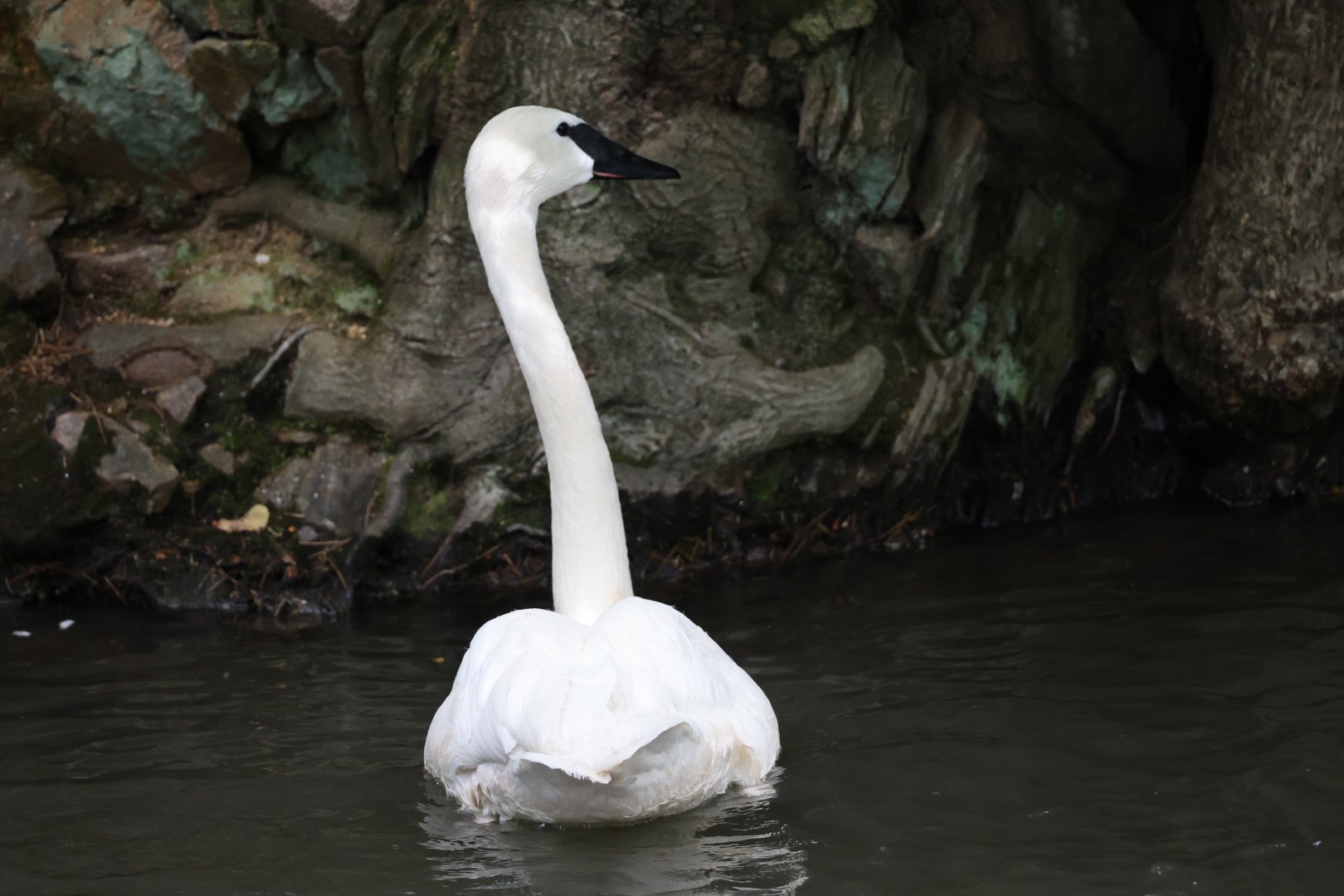 Trumpeter swan (Cygnus buccinator)