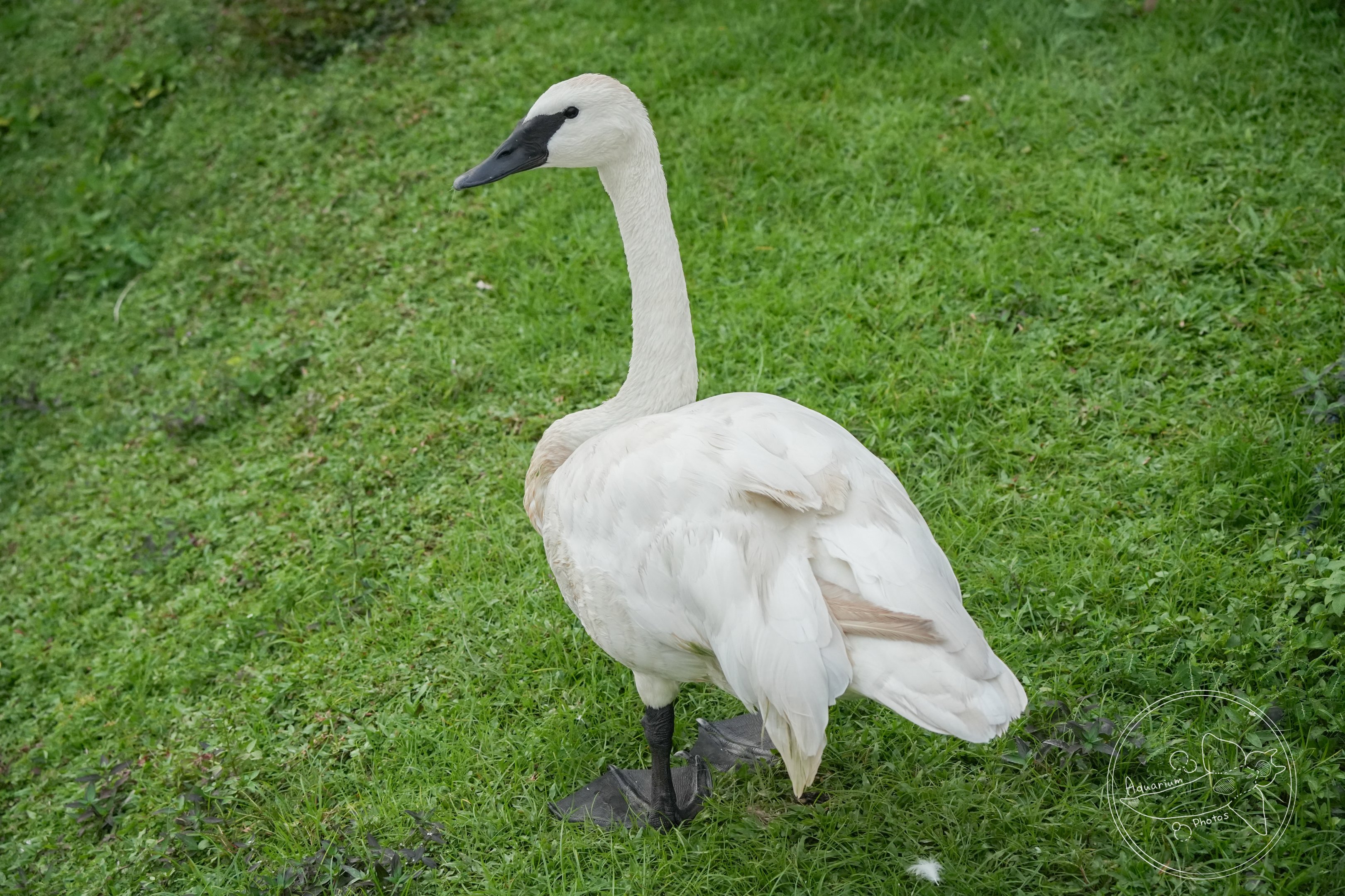 Trumpeter swan (Cygnus buccinator)
