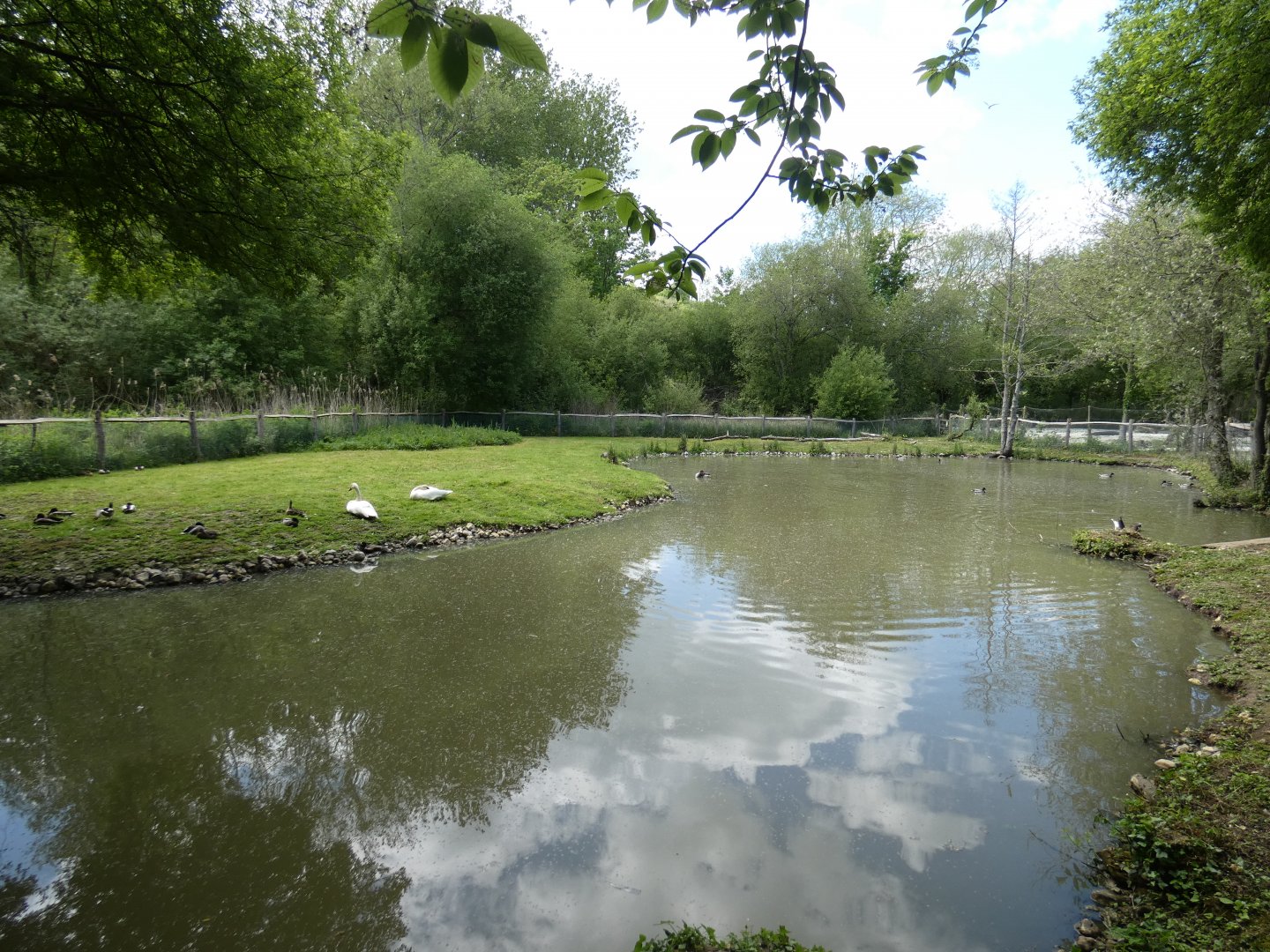 Trumpeter swan enclosure