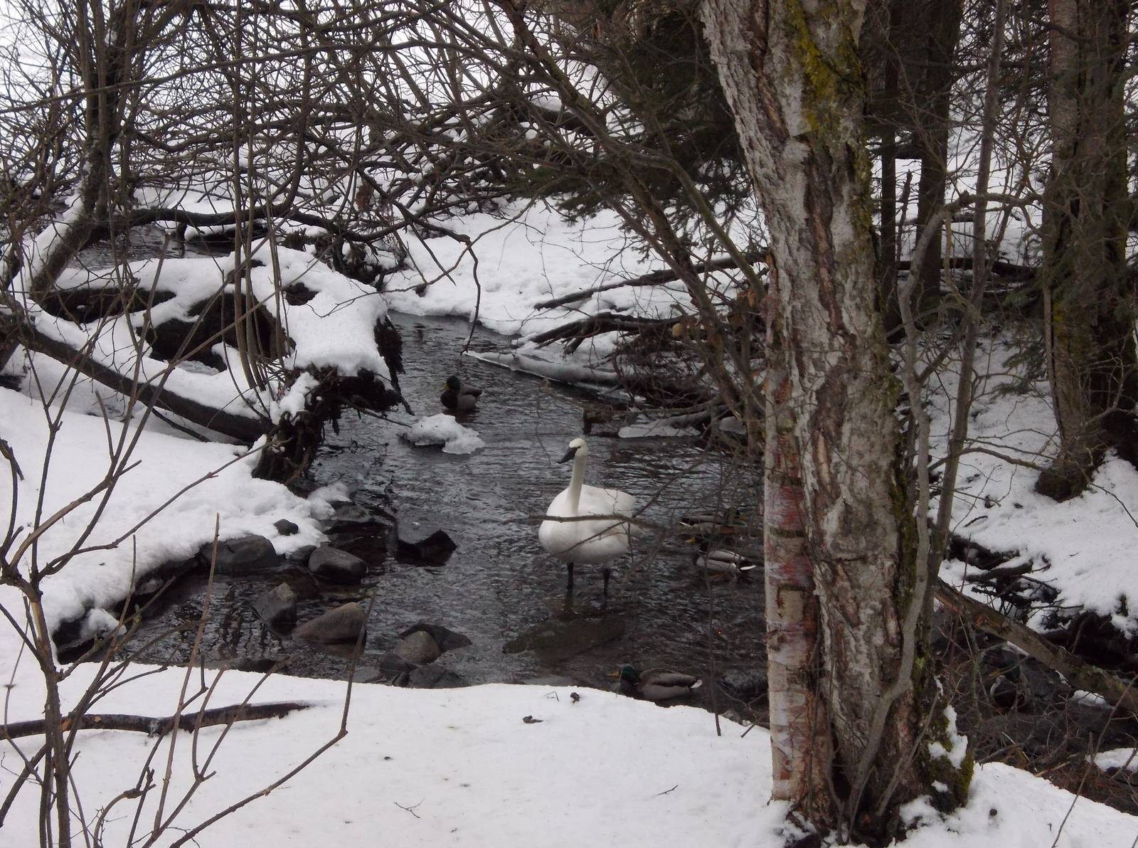 Trumpeter Swan Exhibit (with Mallards)