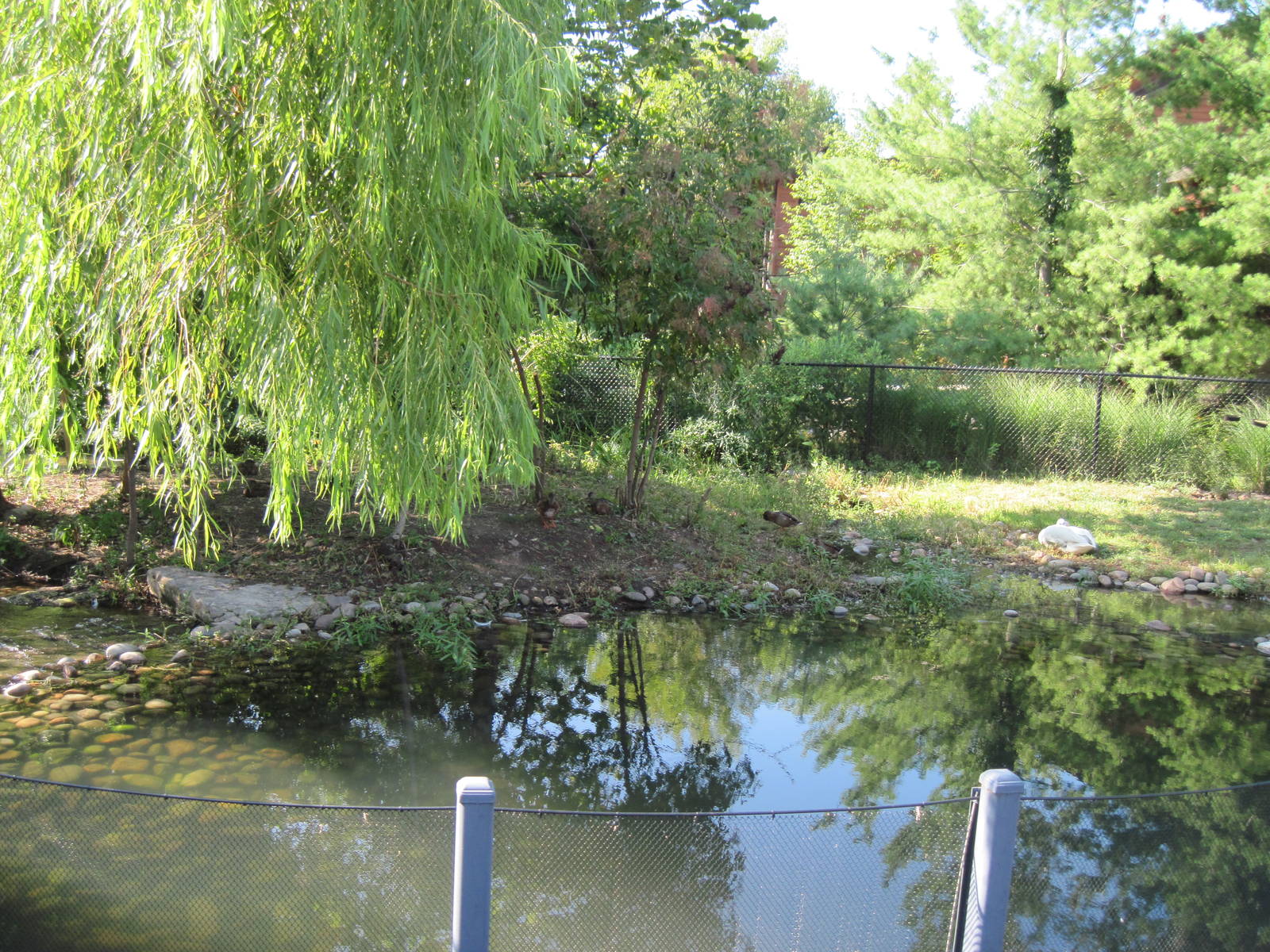 Trumpeter Swan Exhibit