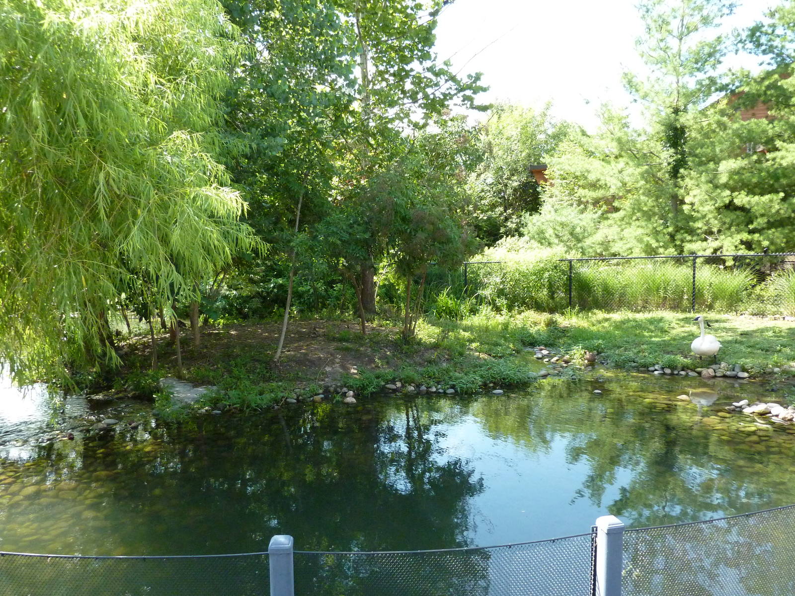 Trumpeter Swan Exhibit