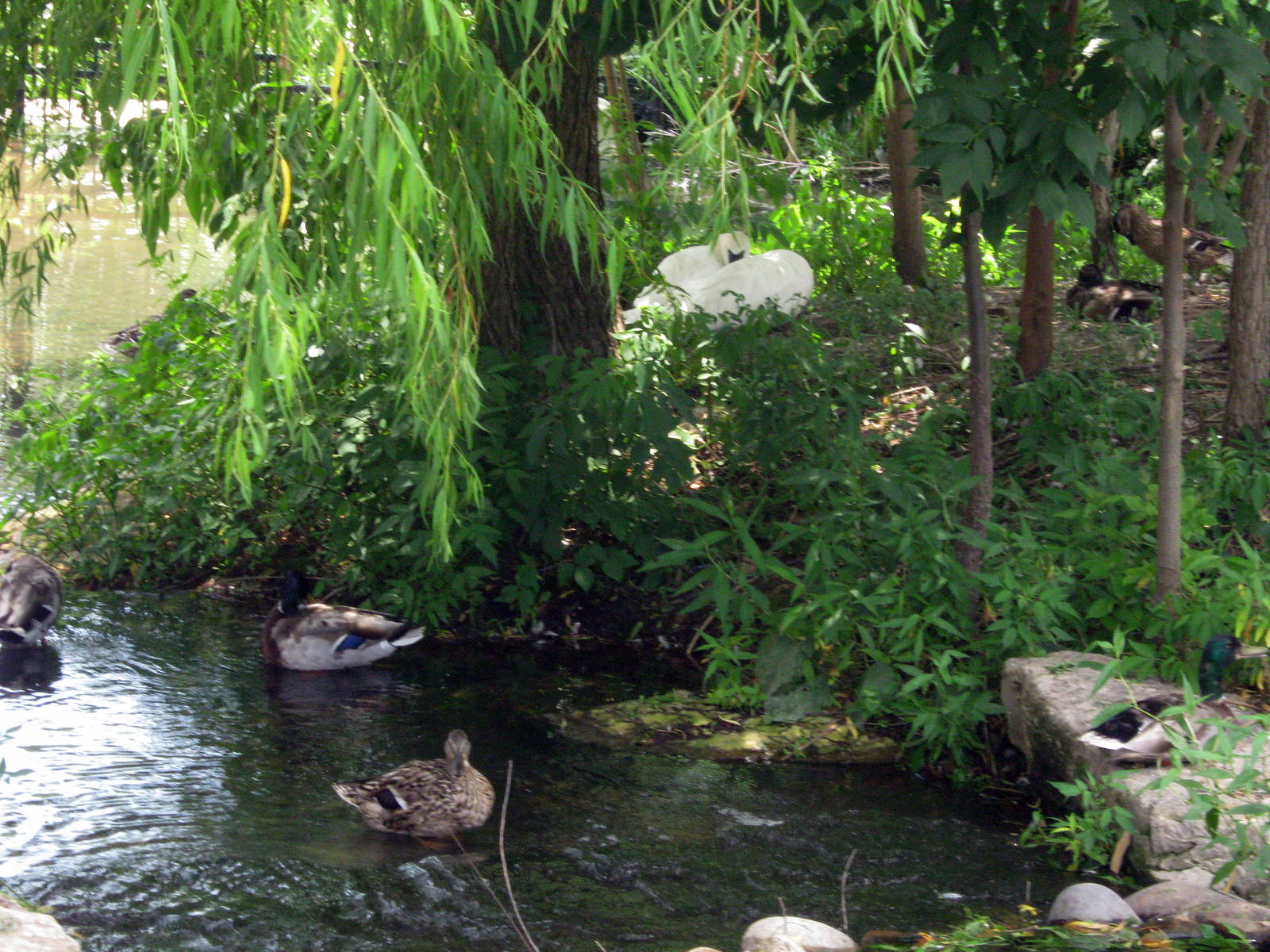 Trumpeter Swan Exhibit