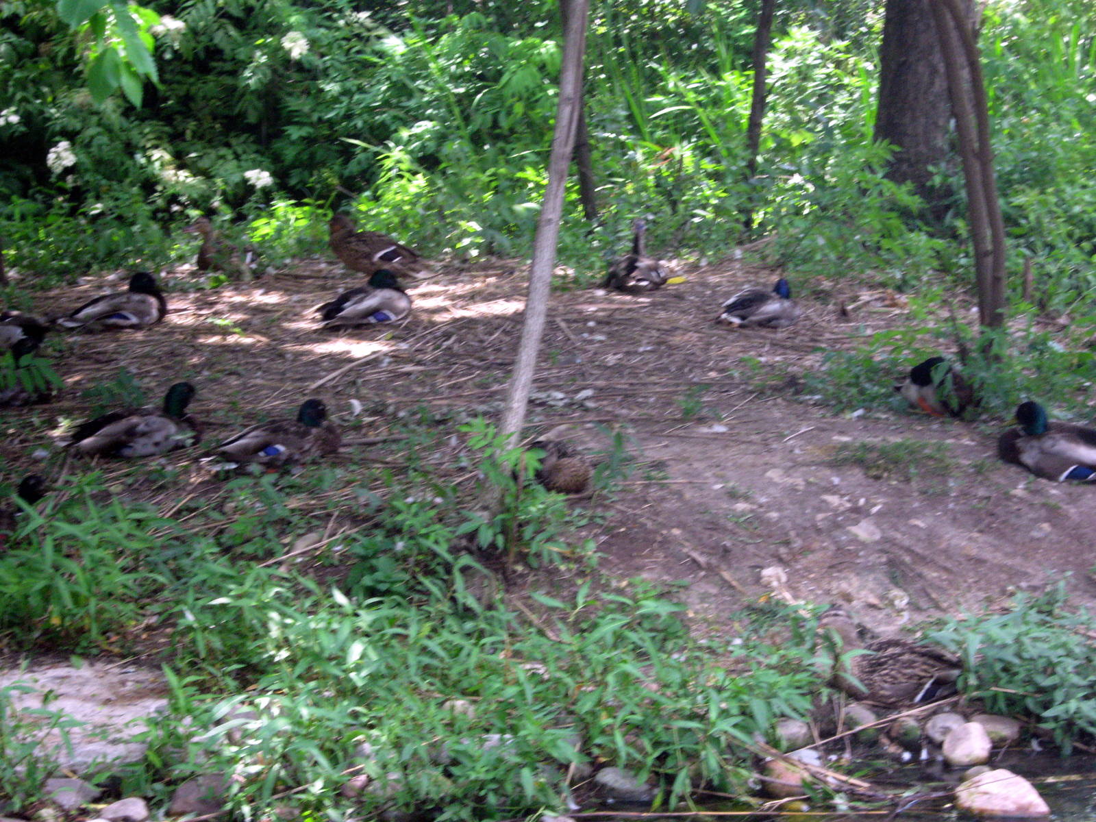 Trumpeter Swan Exhibit