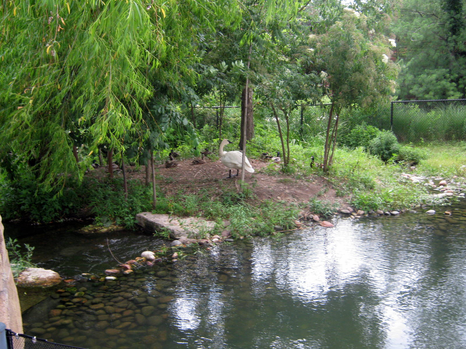Trumpeter Swan Exhibit
