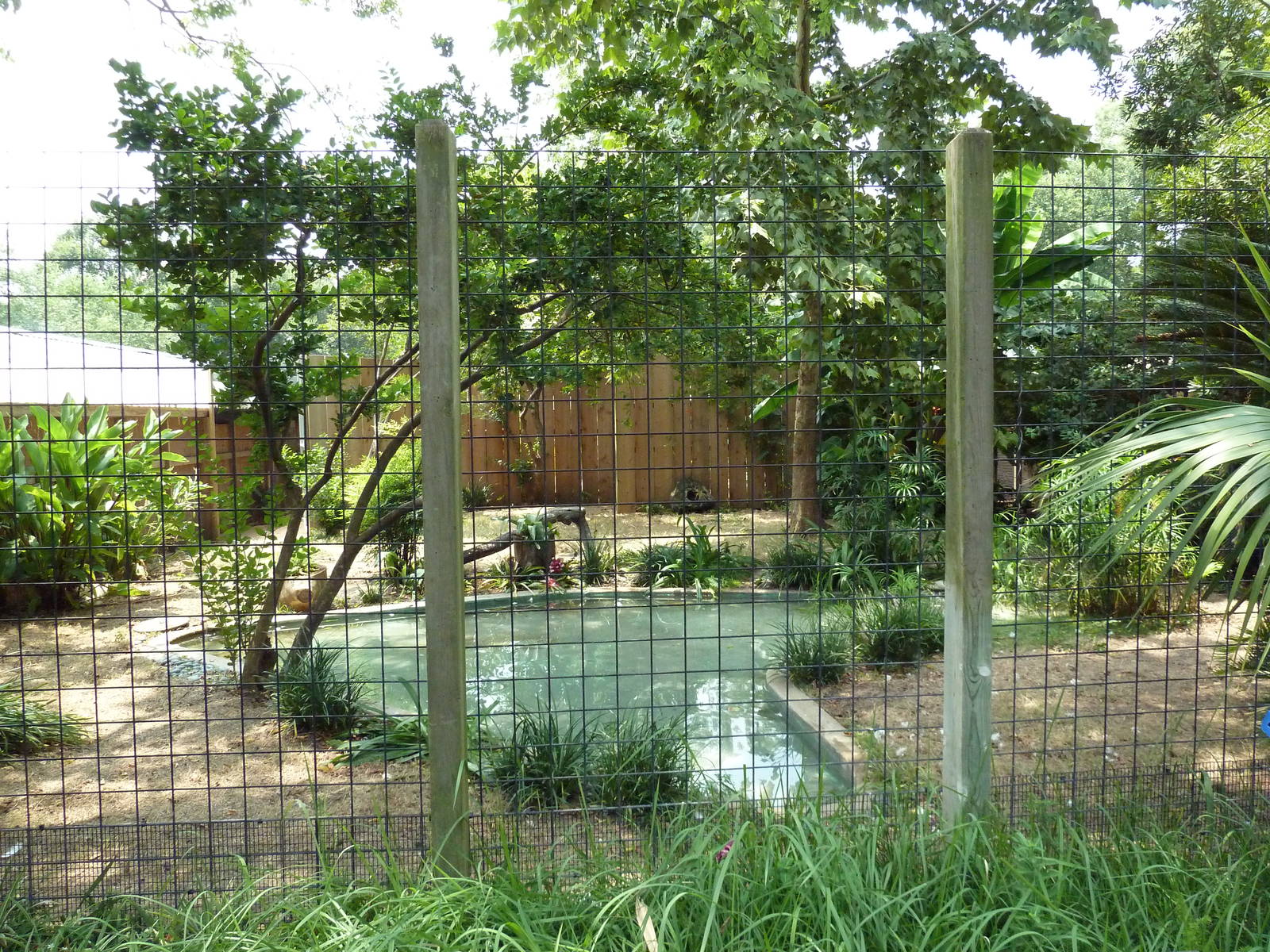 Trumpeter Swan Exhibit