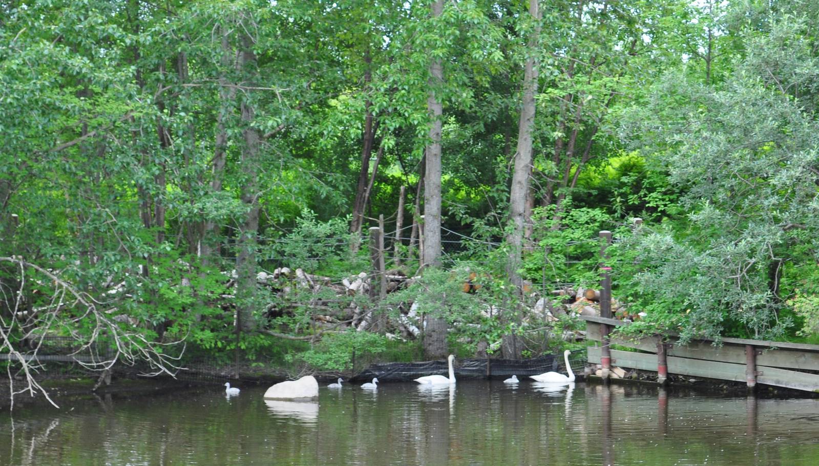 Trumpeter Swan Exhibit