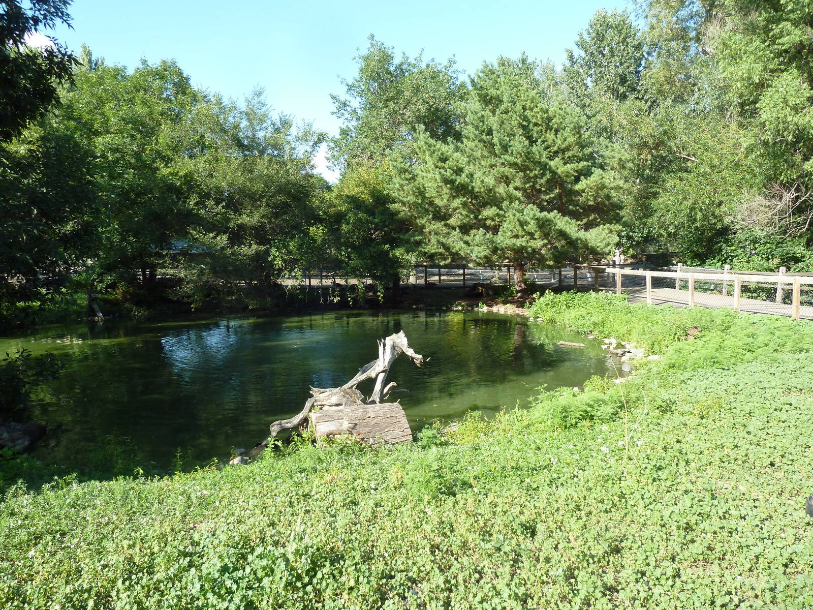 Trumpeter Swan Exhibit
